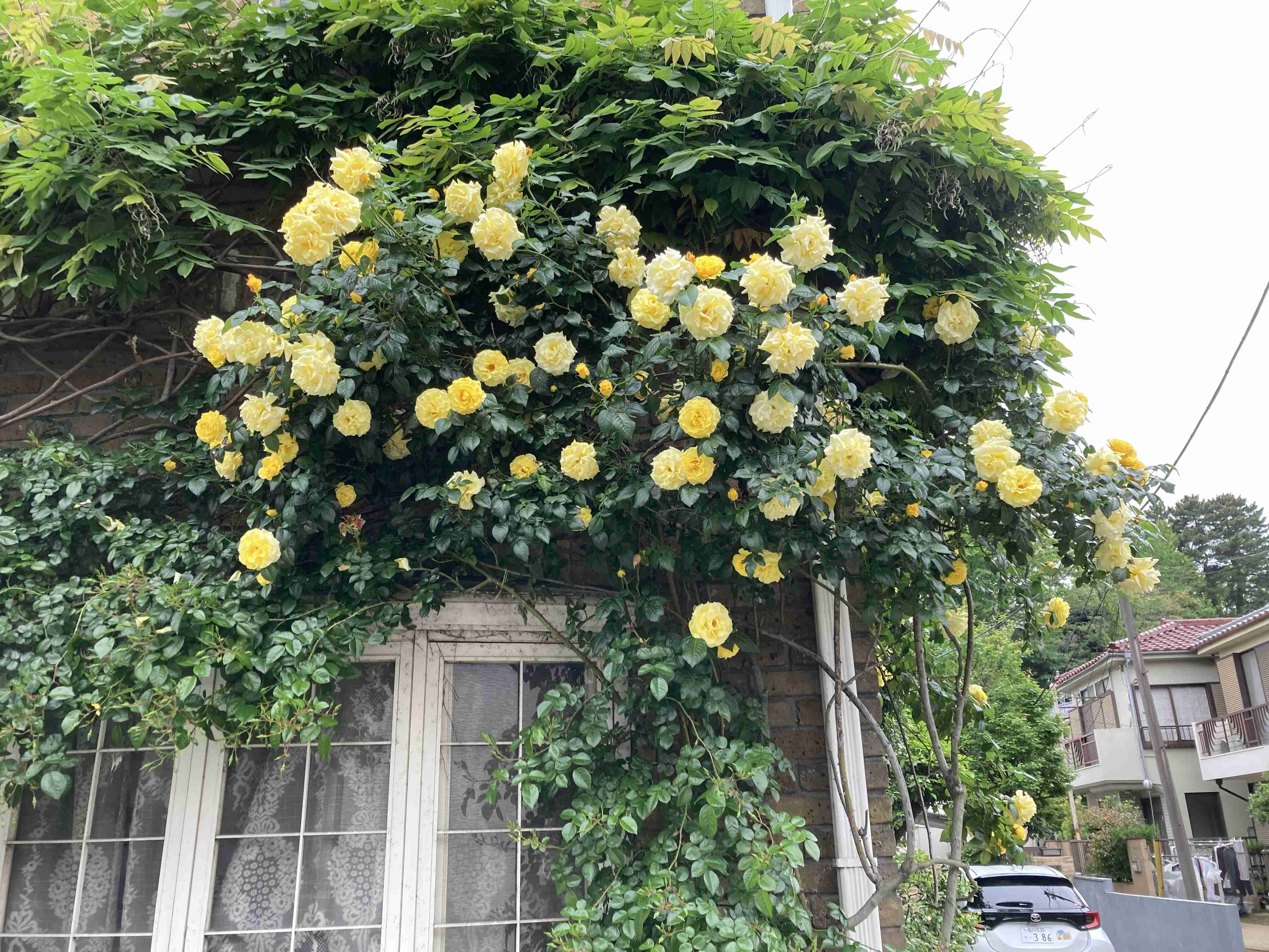 薔薇が見ごろ