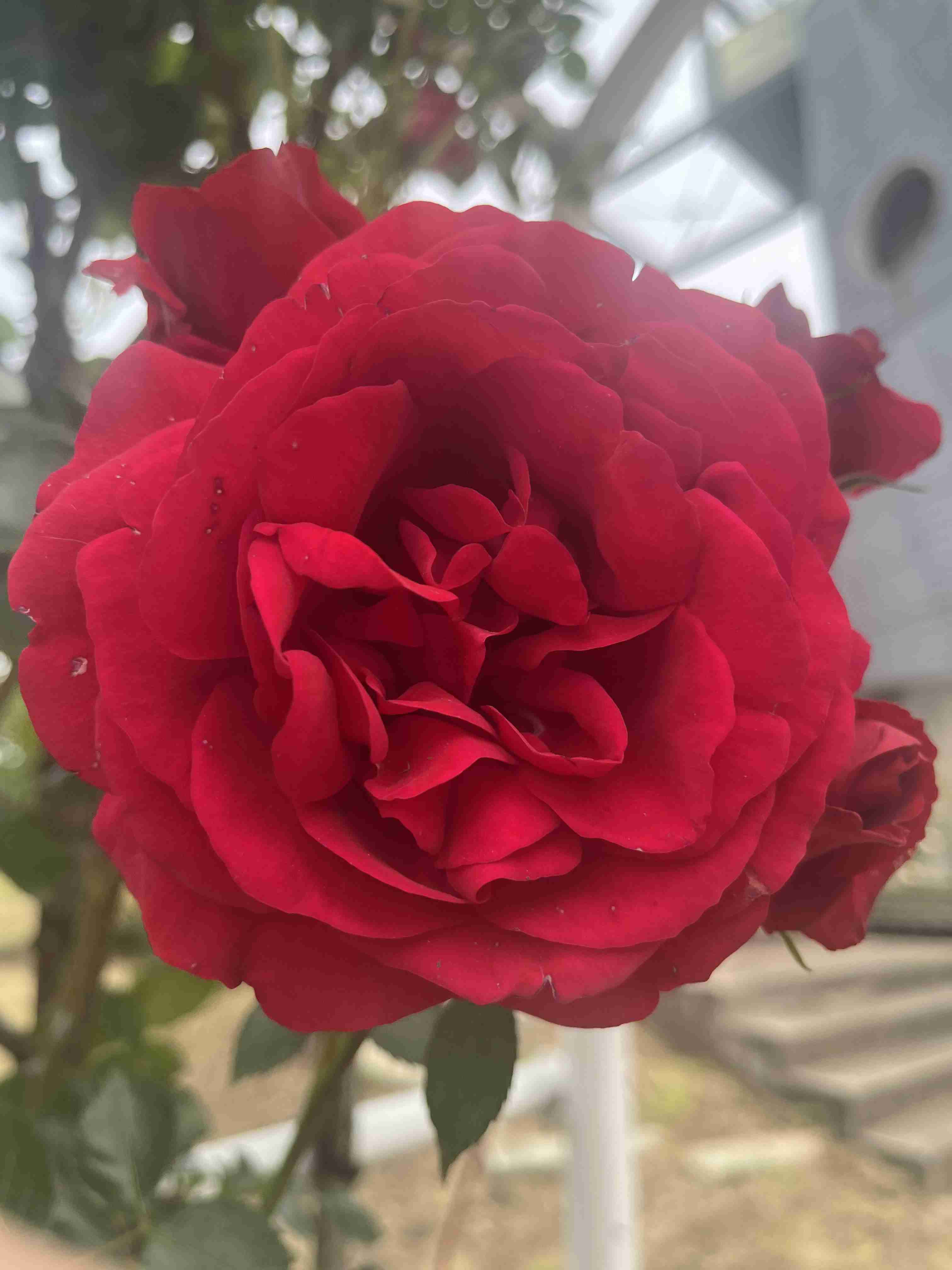 薔薇が見ごろ