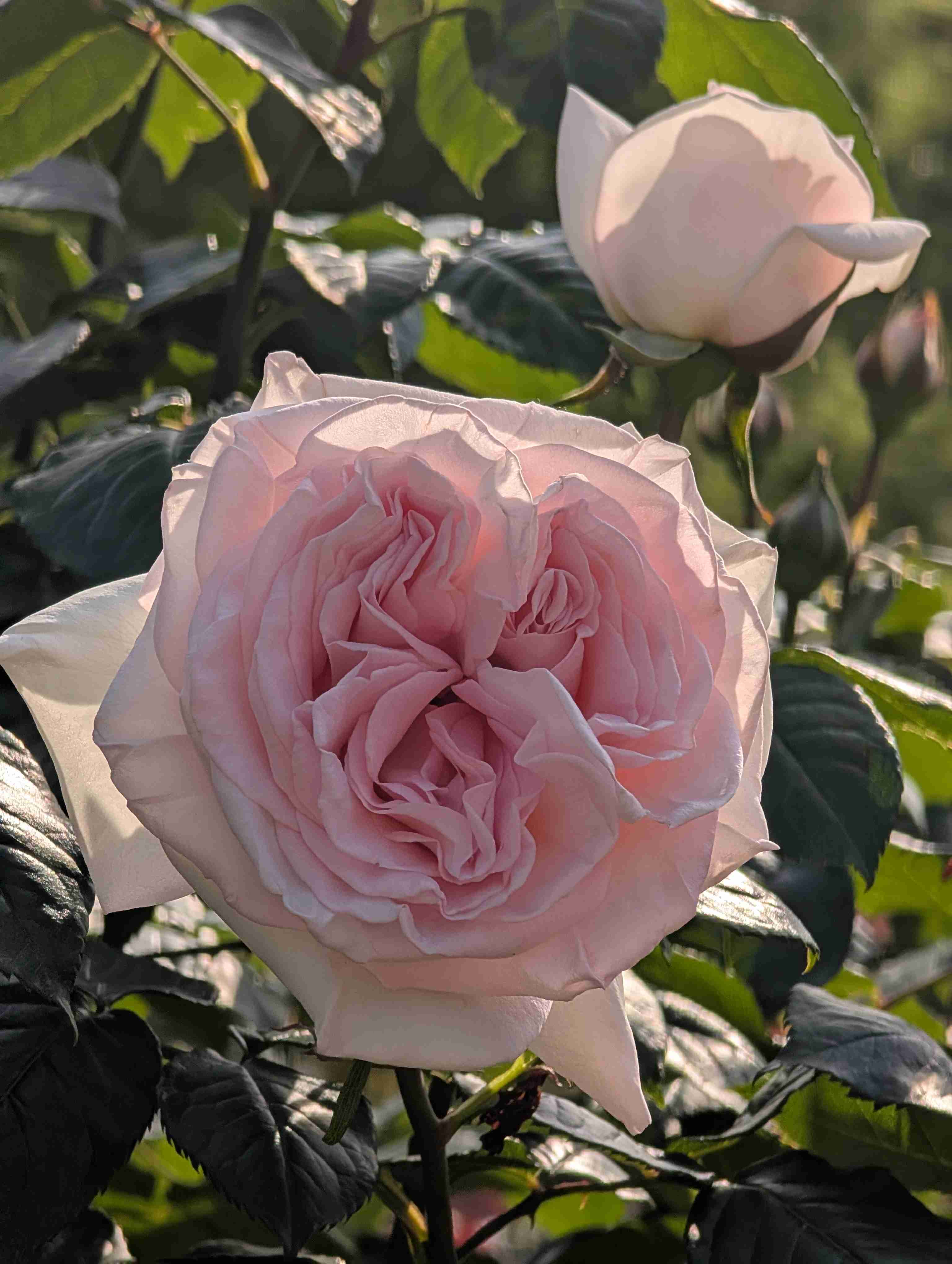 薔薇が見ごろ