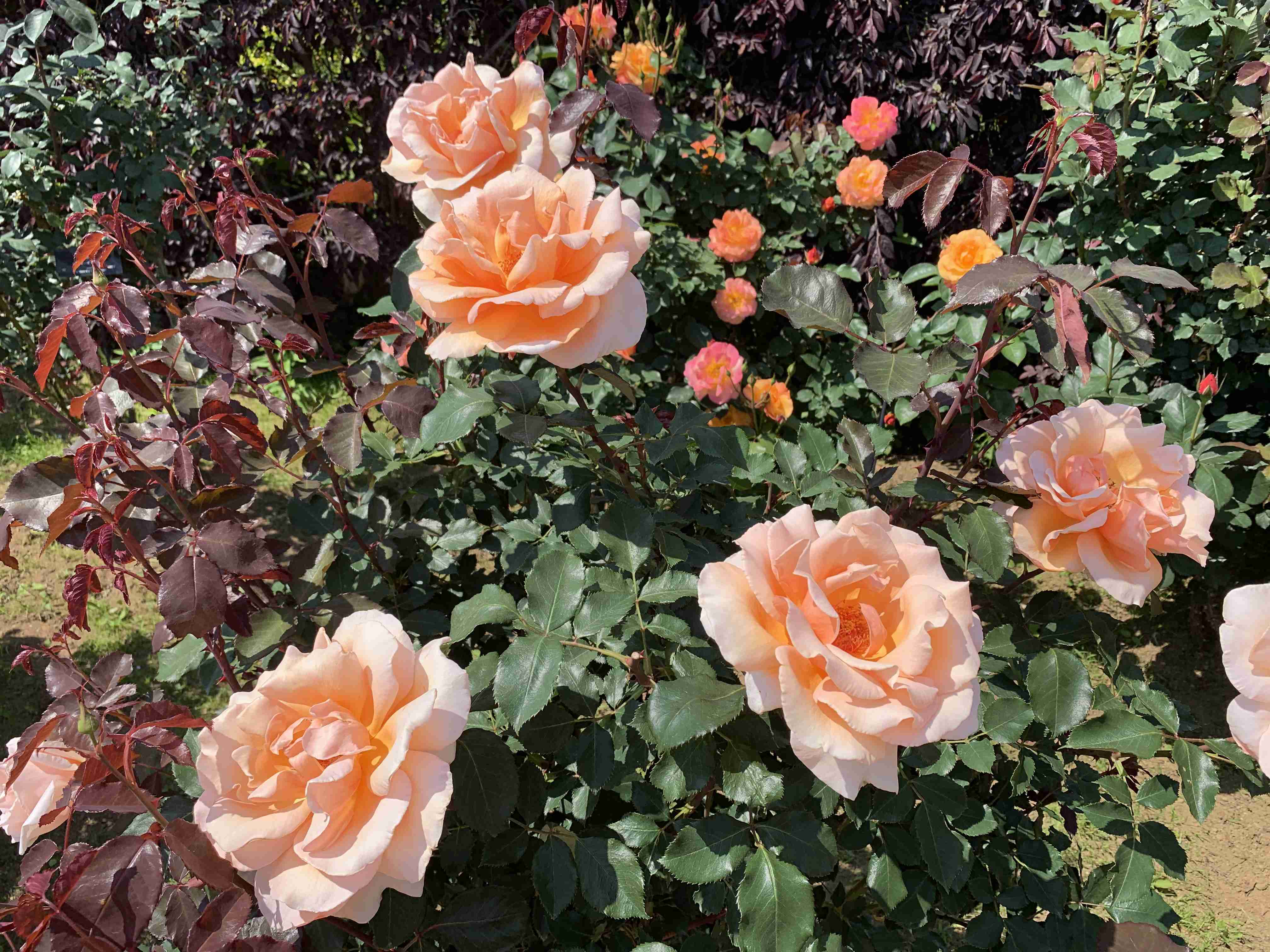 薔薇が見ごろ