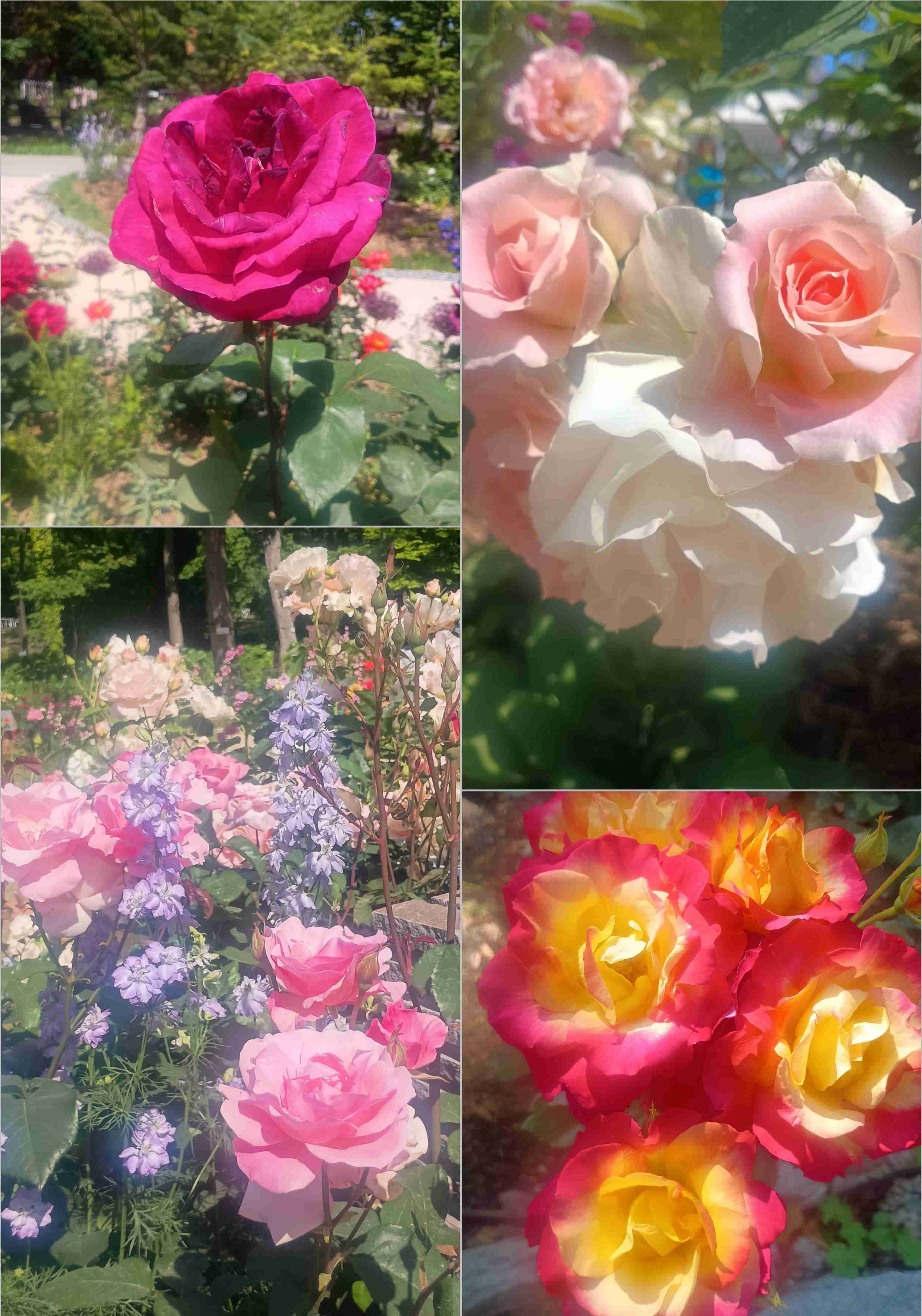 薔薇が見ごろ