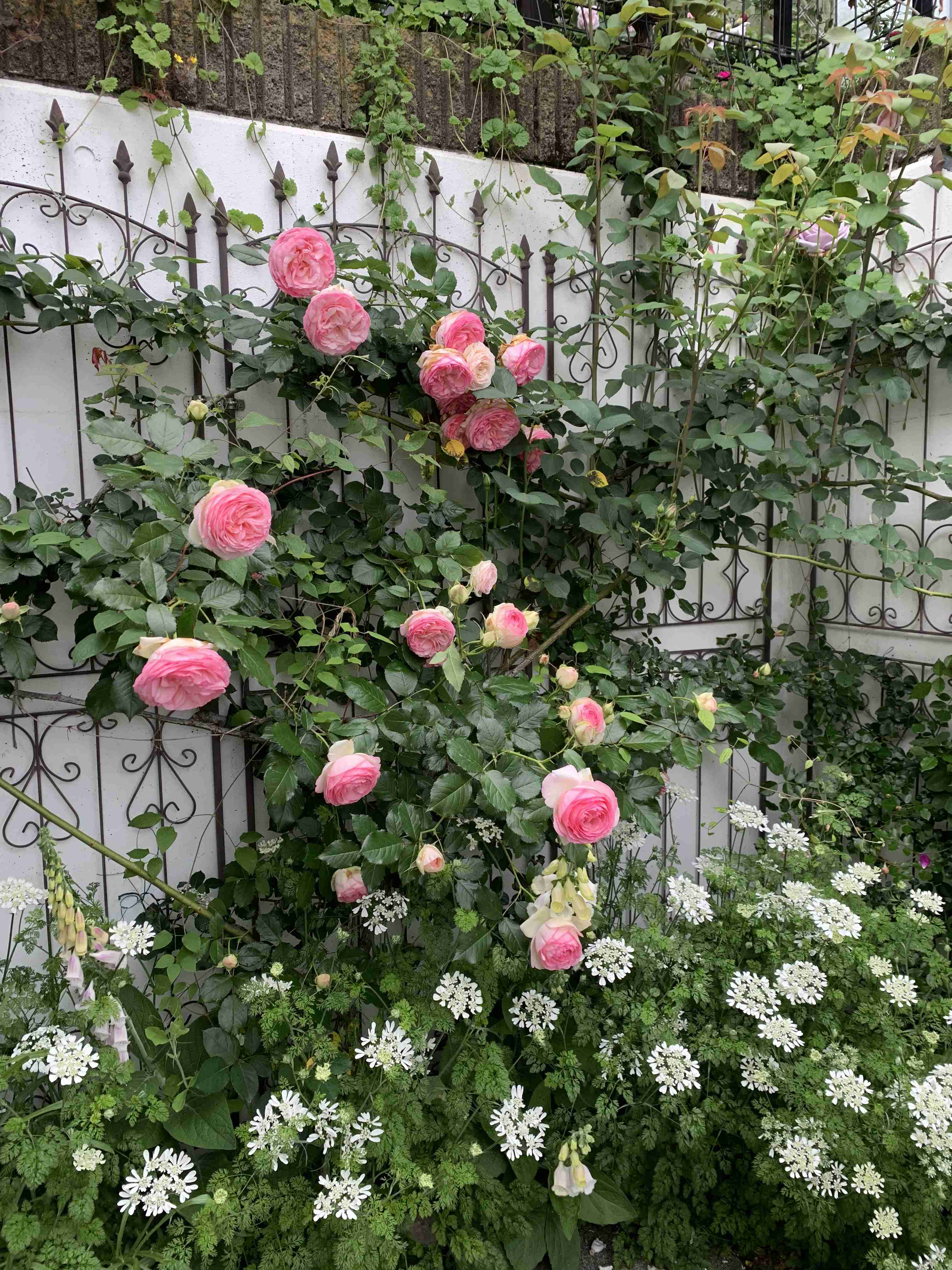 薔薇が見ごろ
