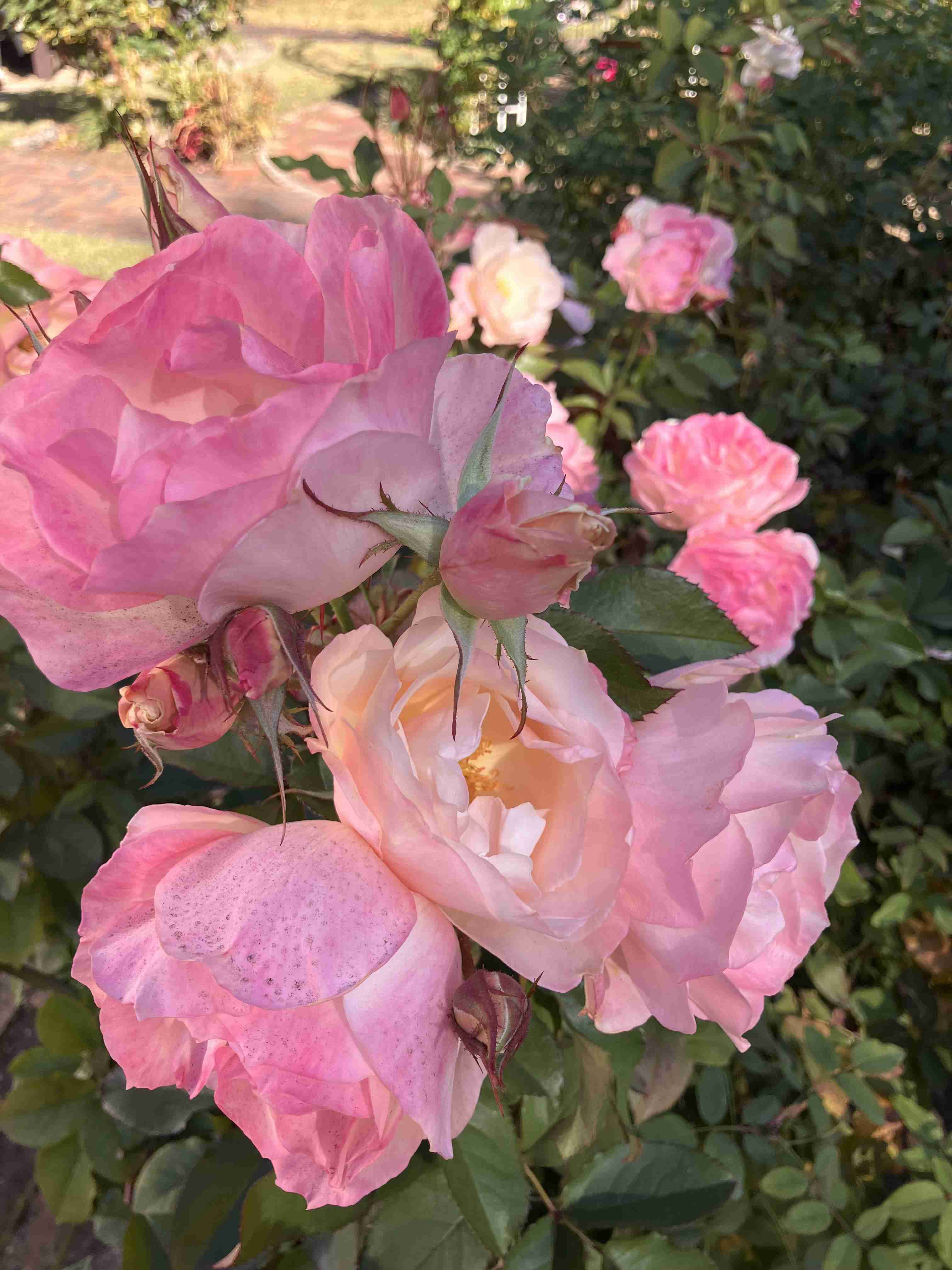 薔薇が見ごろ