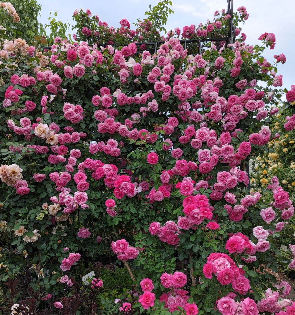薔薇が見ごろ