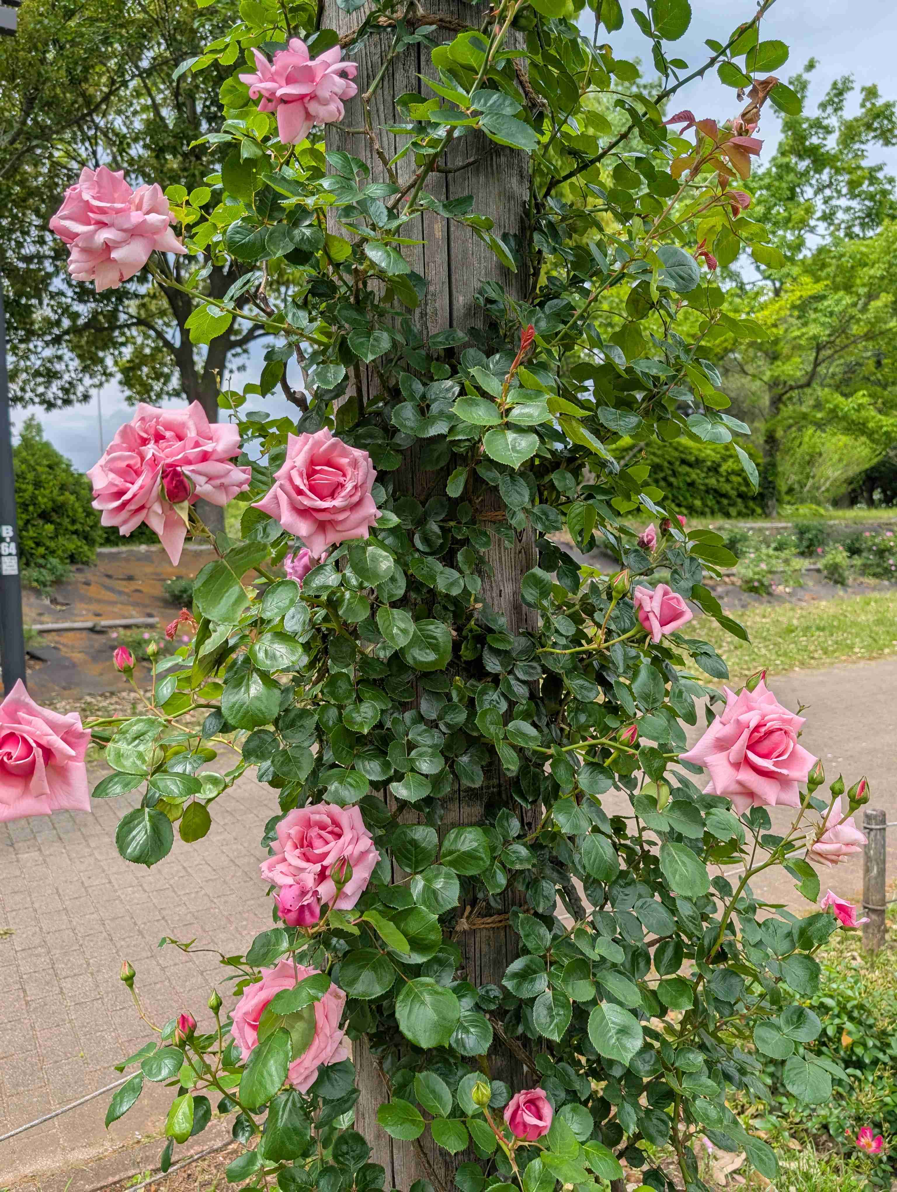 薔薇が見ごろ