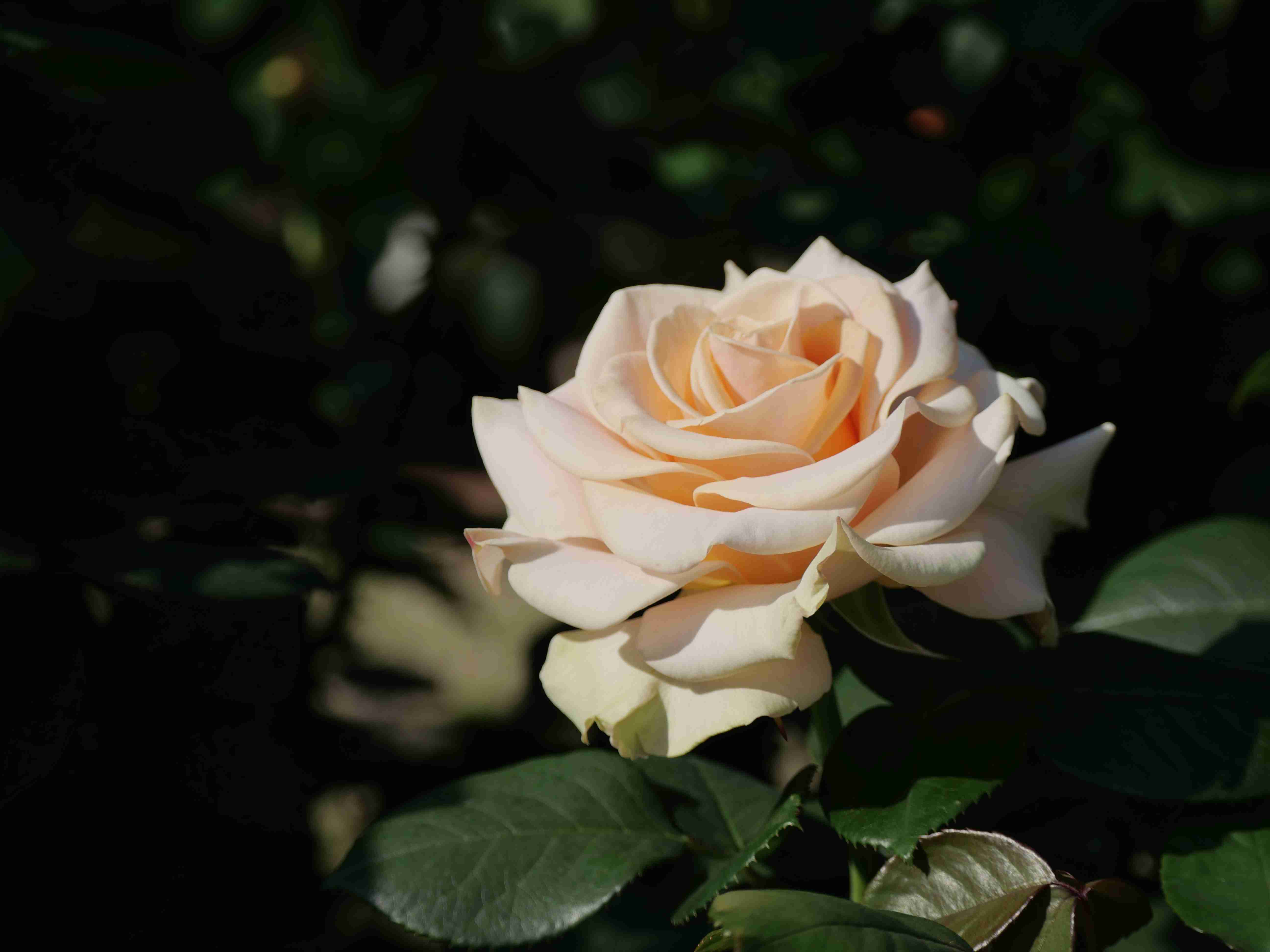 薔薇が見ごろ