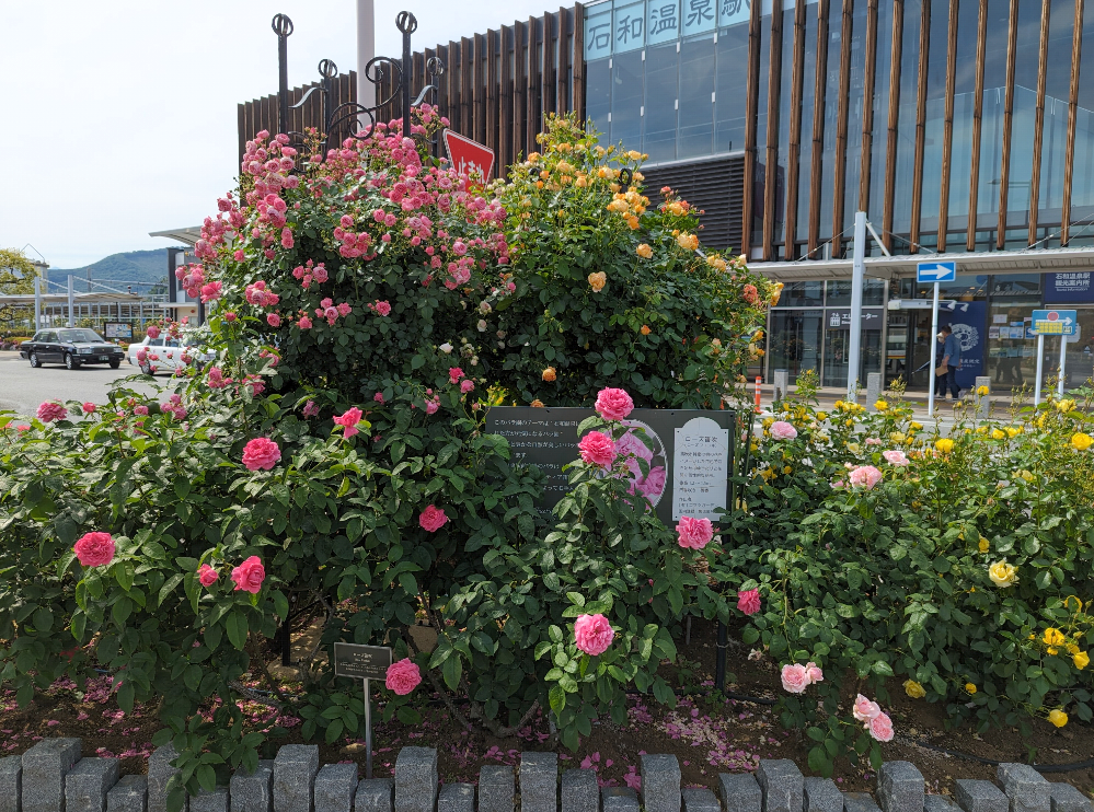 薔薇が見ごろ