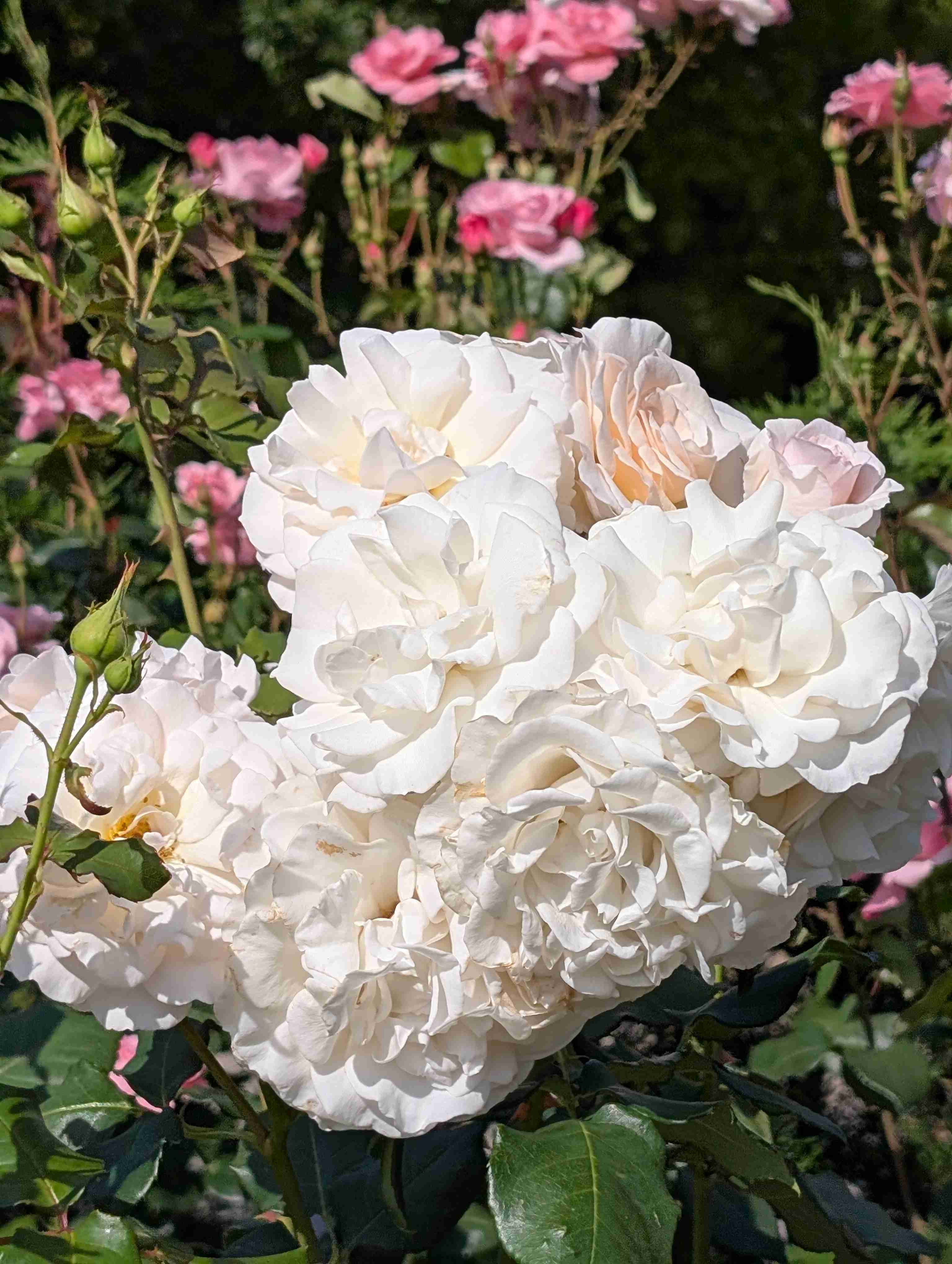 薔薇が見ごろ