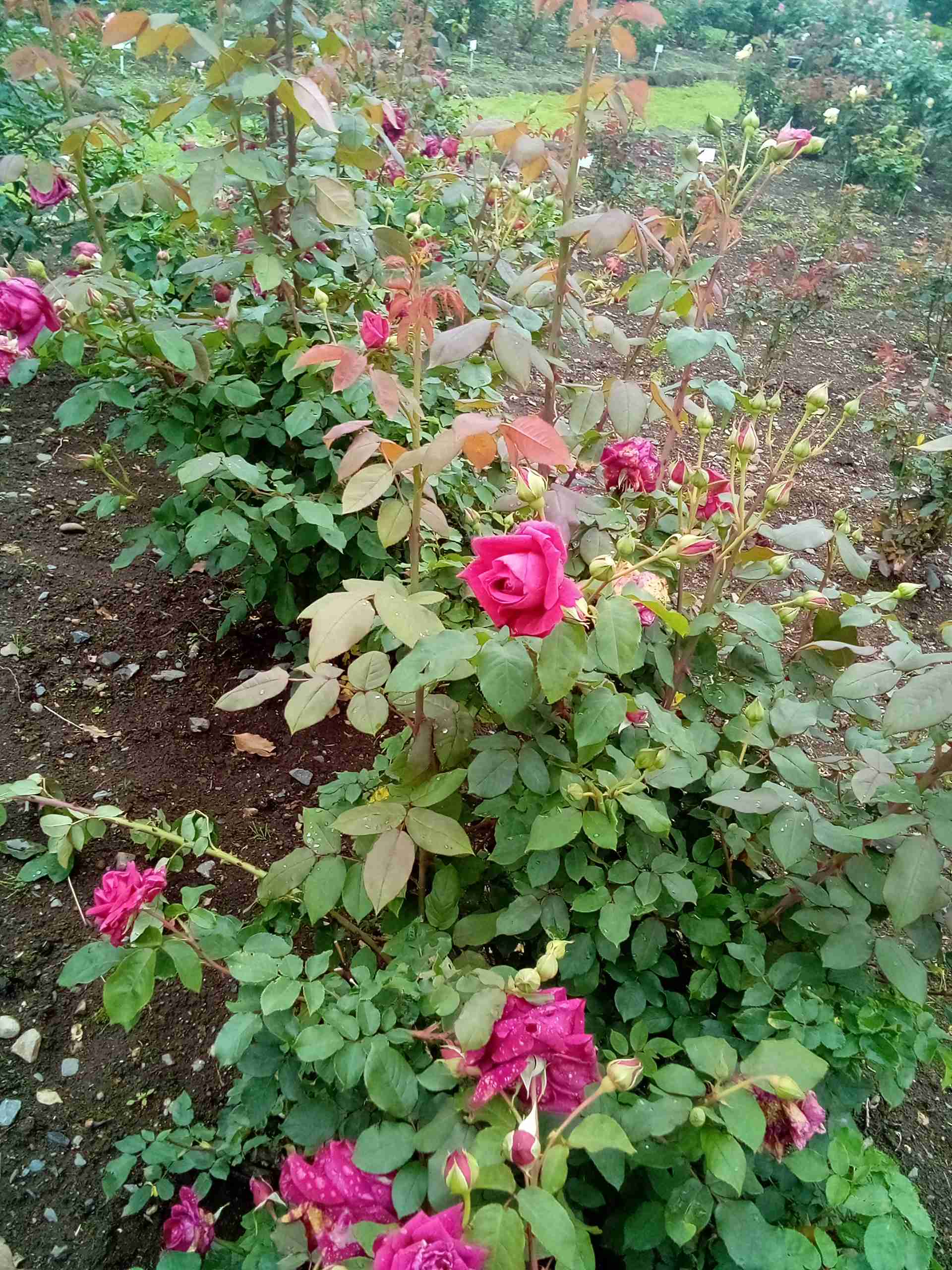 薔薇が見ごろ