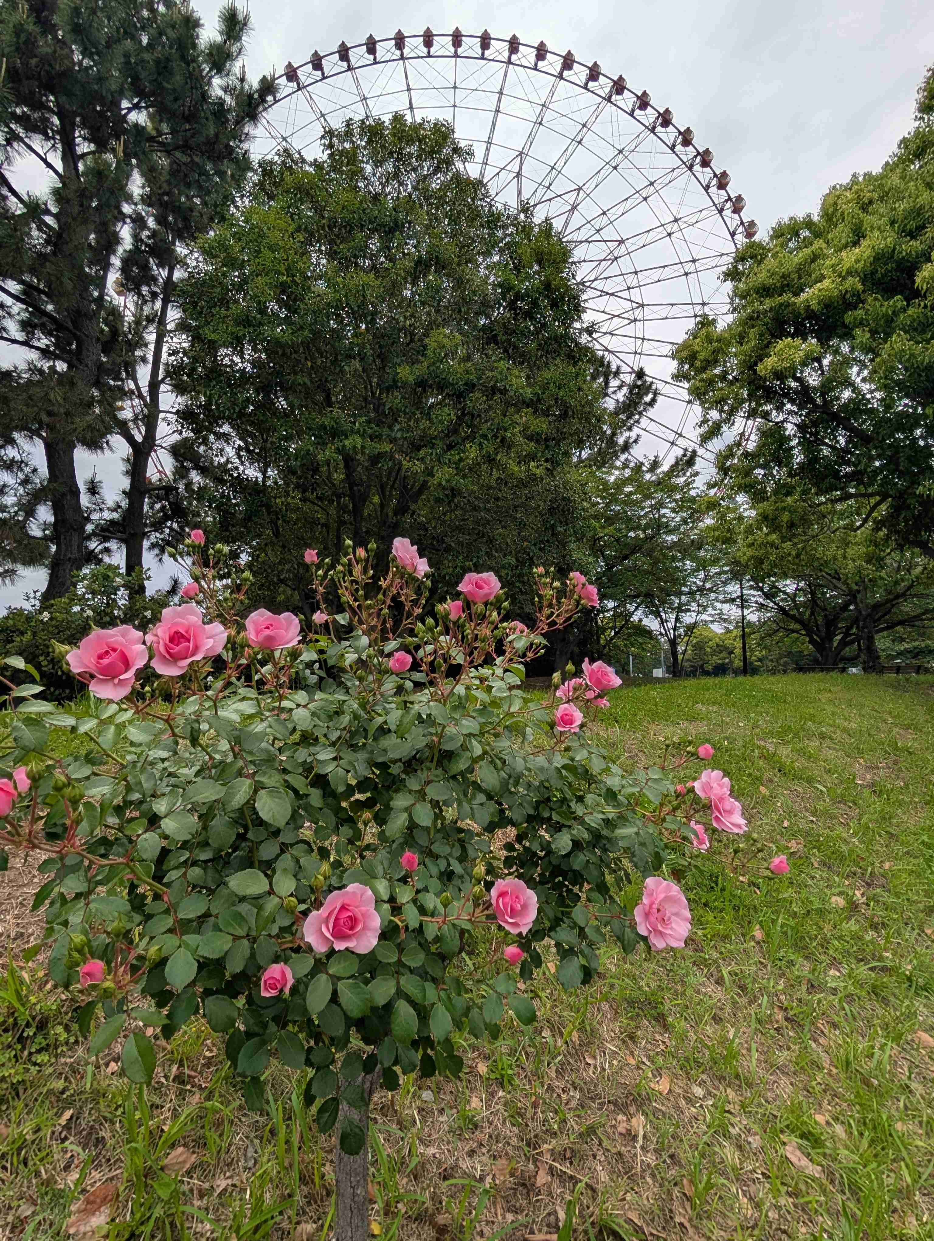薔薇が見ごろ