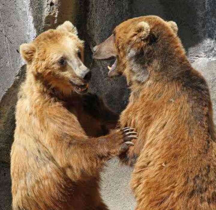 現役のマタギが実感するクマの変化「人間を獲物とみなすクマが増えている」 真っ先に狙われるのは“力の弱い高齢者や女性、子供”