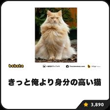 🐶ペットを飼ってみて思いのほか良かったこと、大変だったこと🐱
