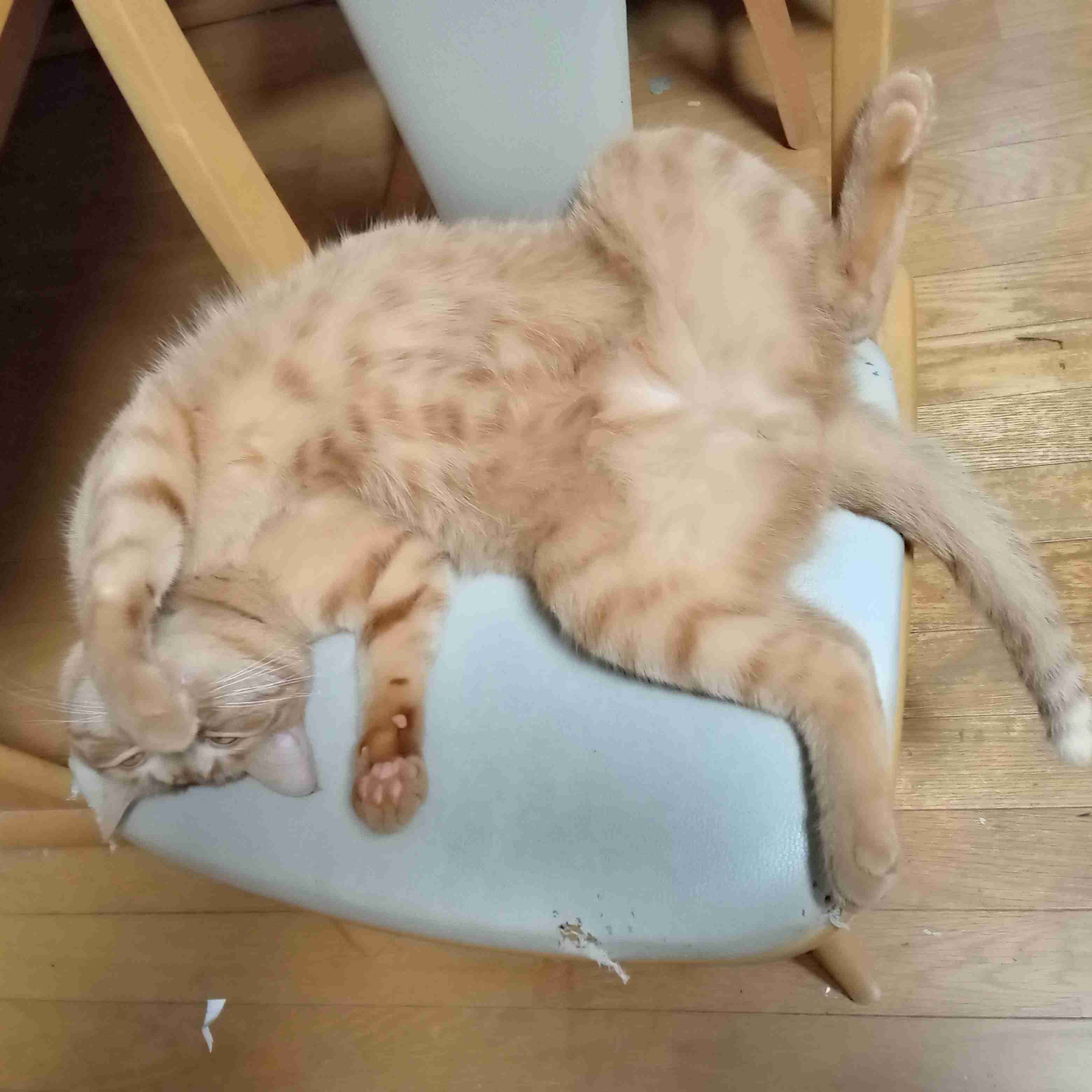 🐶ペットを飼ってみて思いのほか良かったこと、大変だったこと🐱