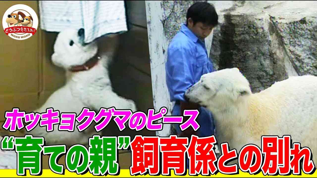 どうぶつ奇想天外好きだった人、好きな人
