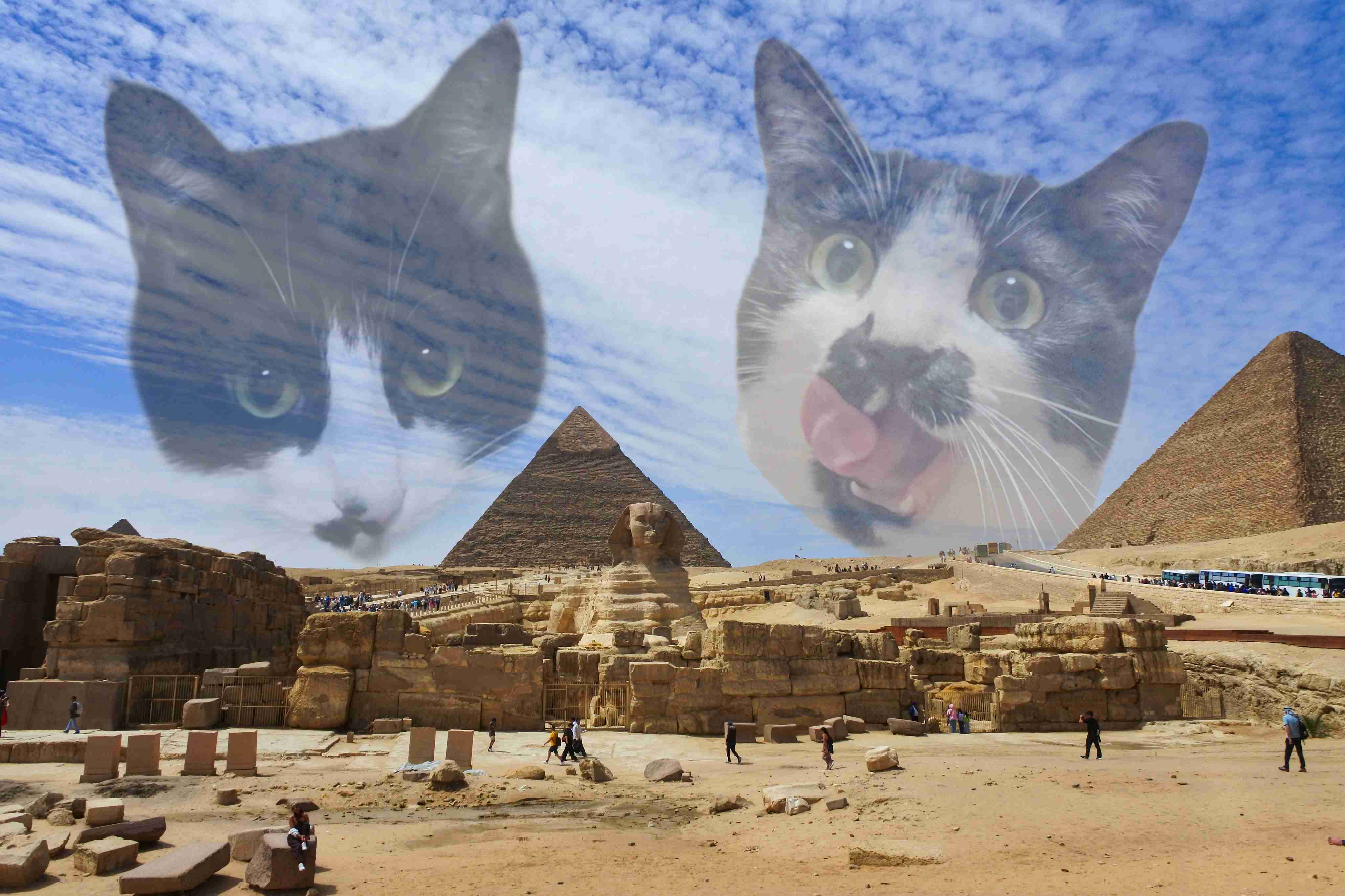 猫を飼ってる人のお出かけ