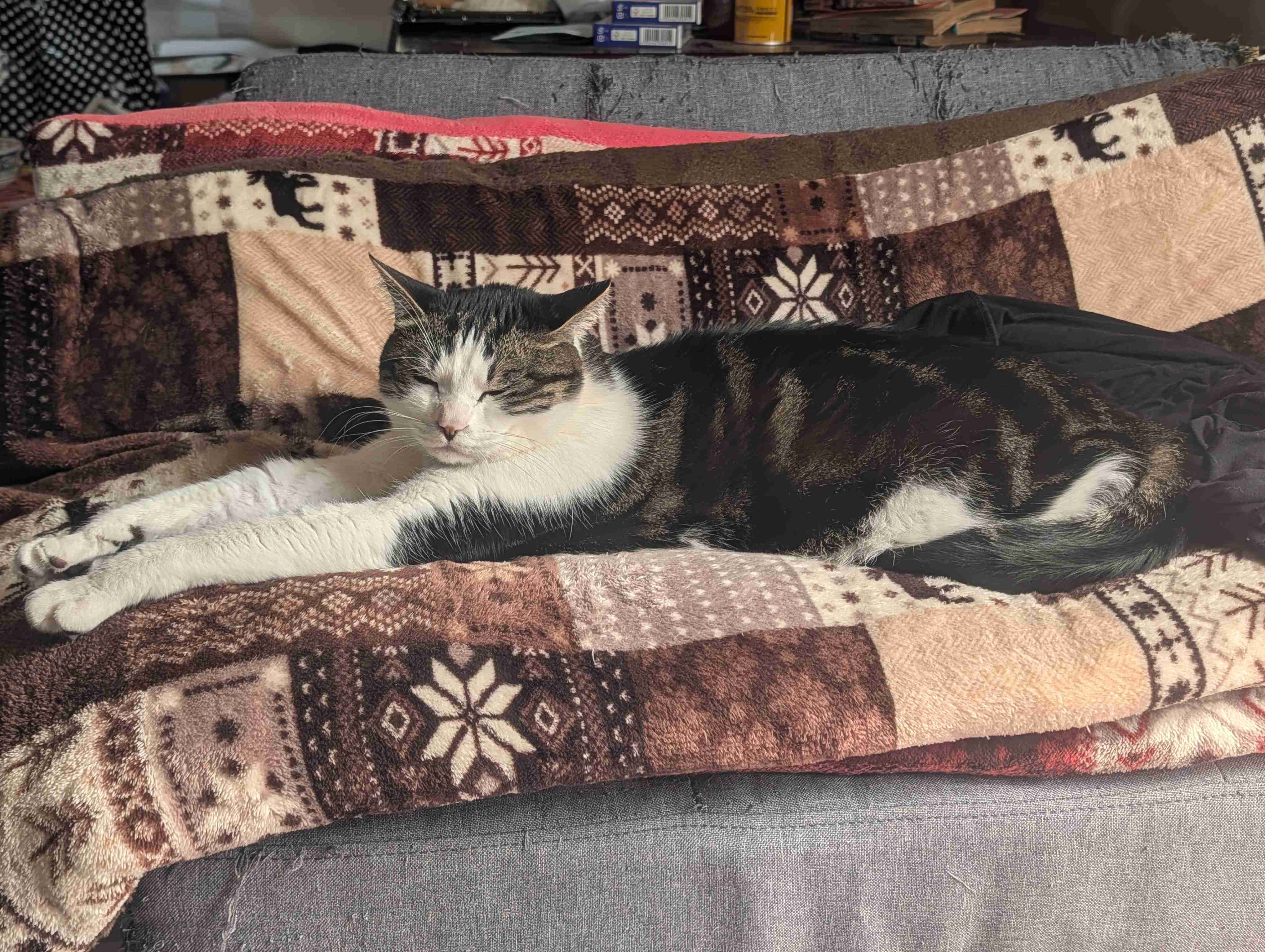 猫を飼ってる人のお出かけ