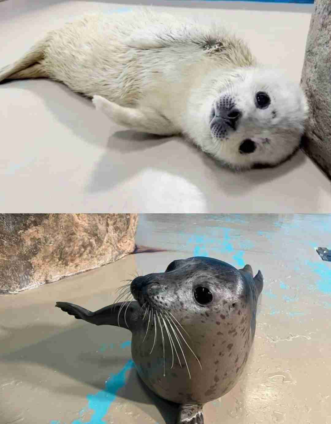 【全国の動物園・水族館】推しの動物がいる方教えて下さい