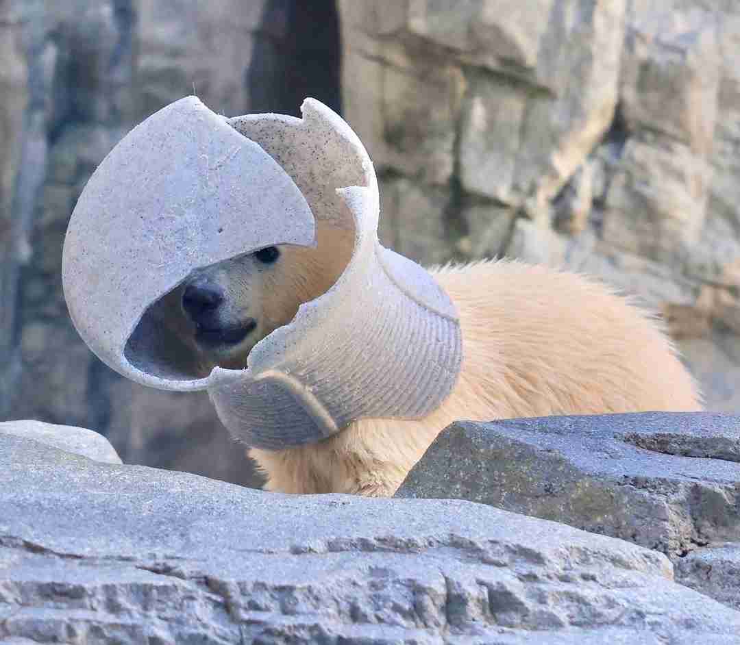 【全国の動物園・水族館】推しの動物がいる方教えて下さい