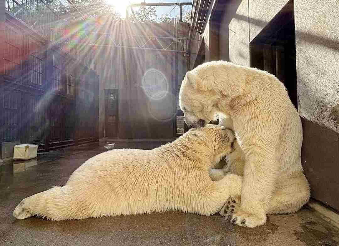 【全国の動物園・水族館】推しの動物がいる方教えて下さい
