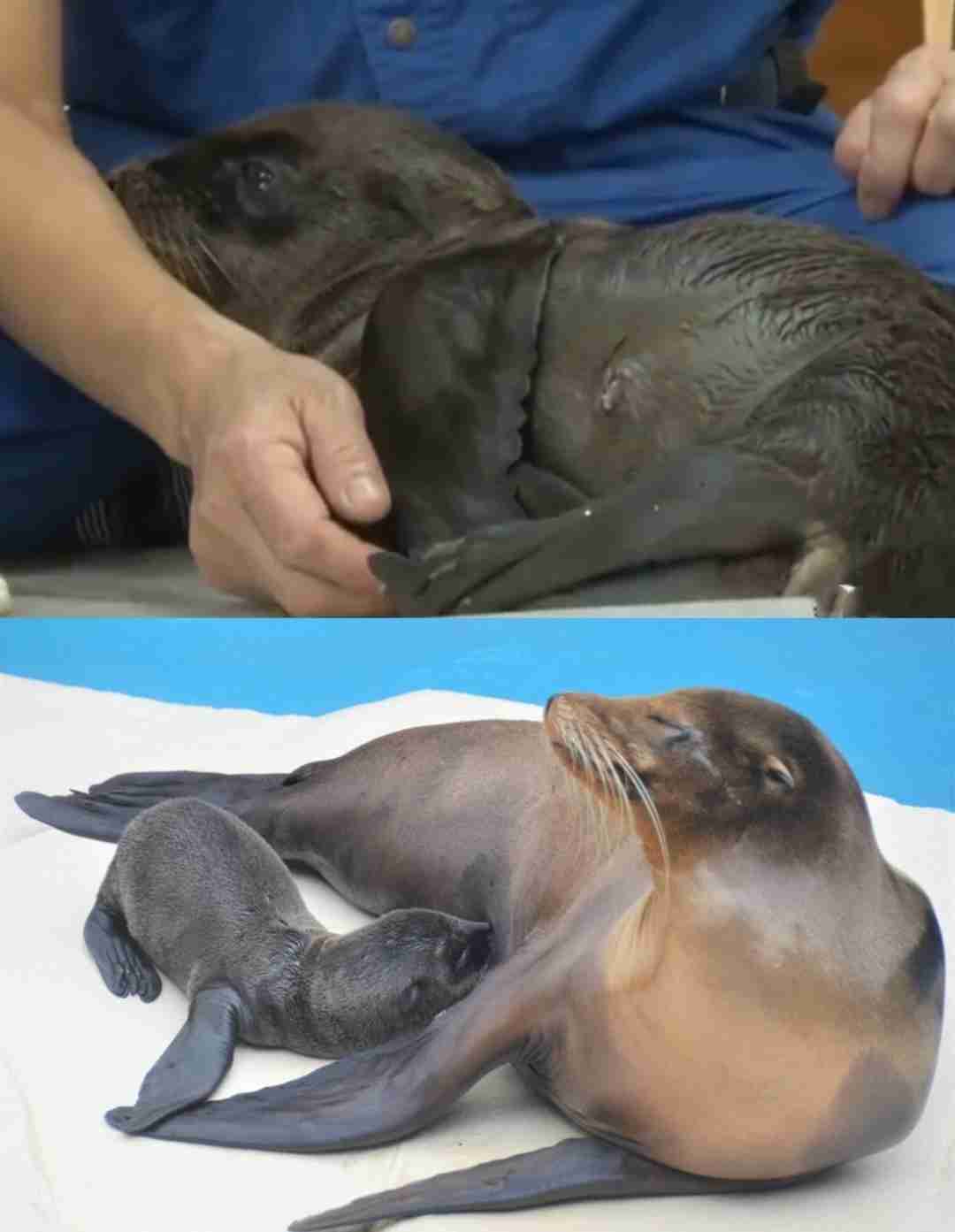 【全国の動物園・水族館】推しの動物がいる方教えて下さい