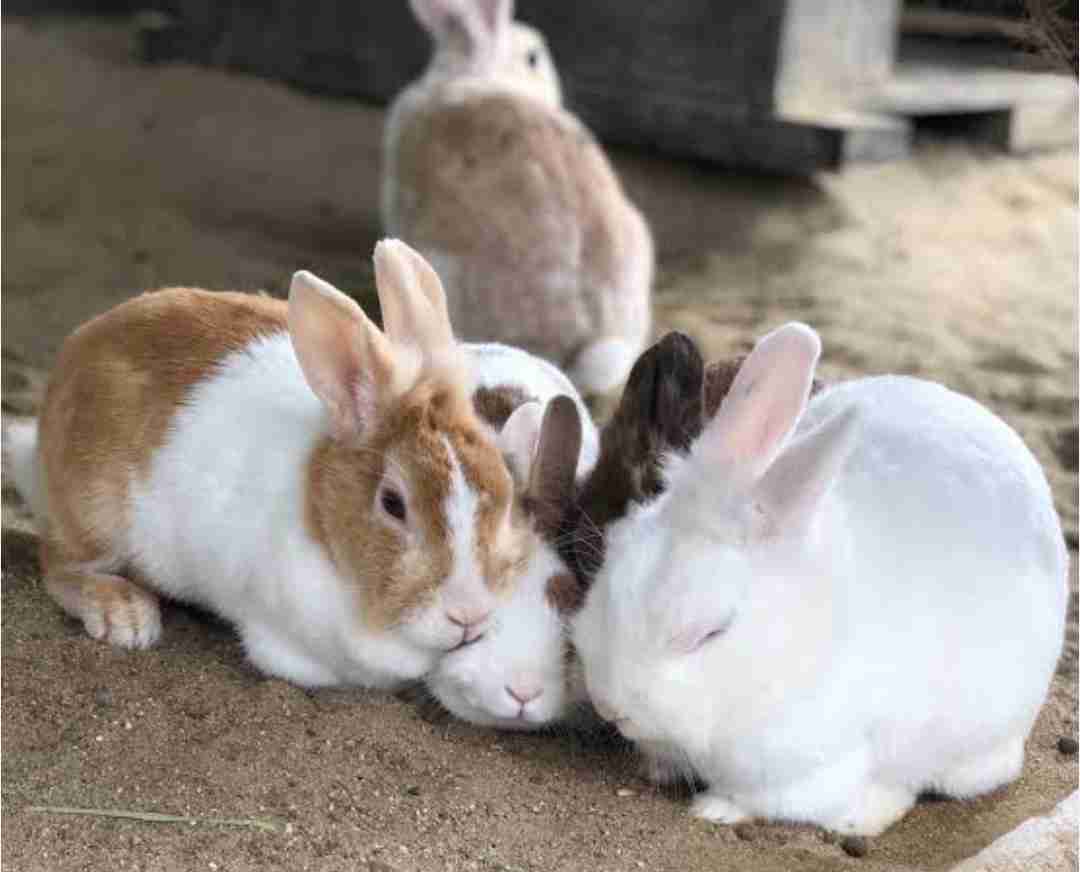 【全国の動物園・水族館】推しの動物がいる方教えて下さい
