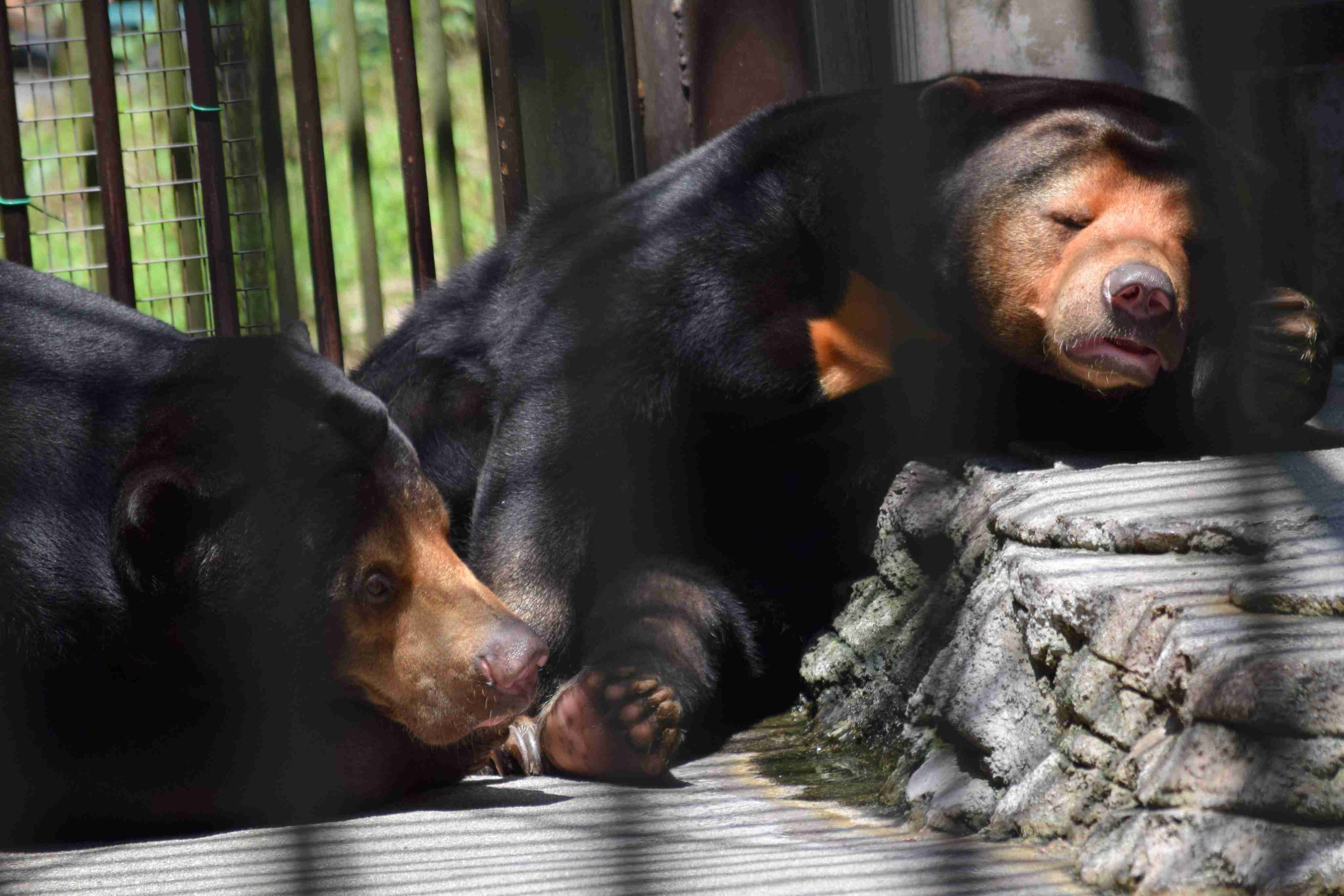 【全国の動物園・水族館】推しの動物がいる方教えて下さい