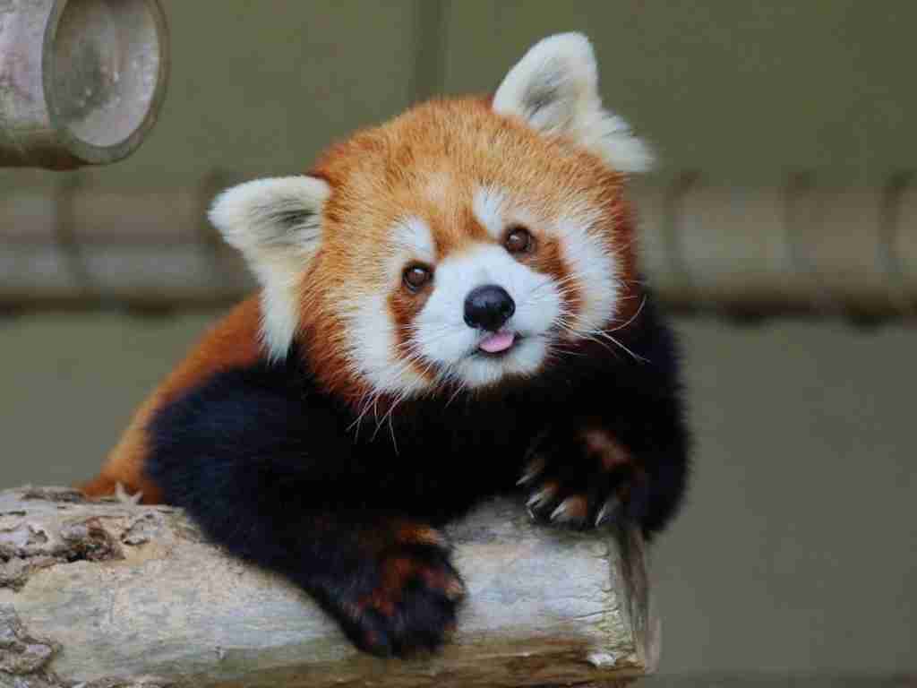 【全国の動物園・水族館】推しの動物がいる方教えて下さい