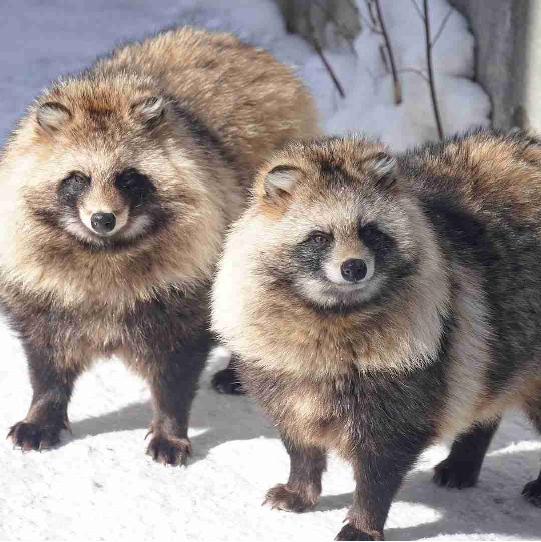 【全国の動物園・水族館】推しの動物がいる方教えて下さい