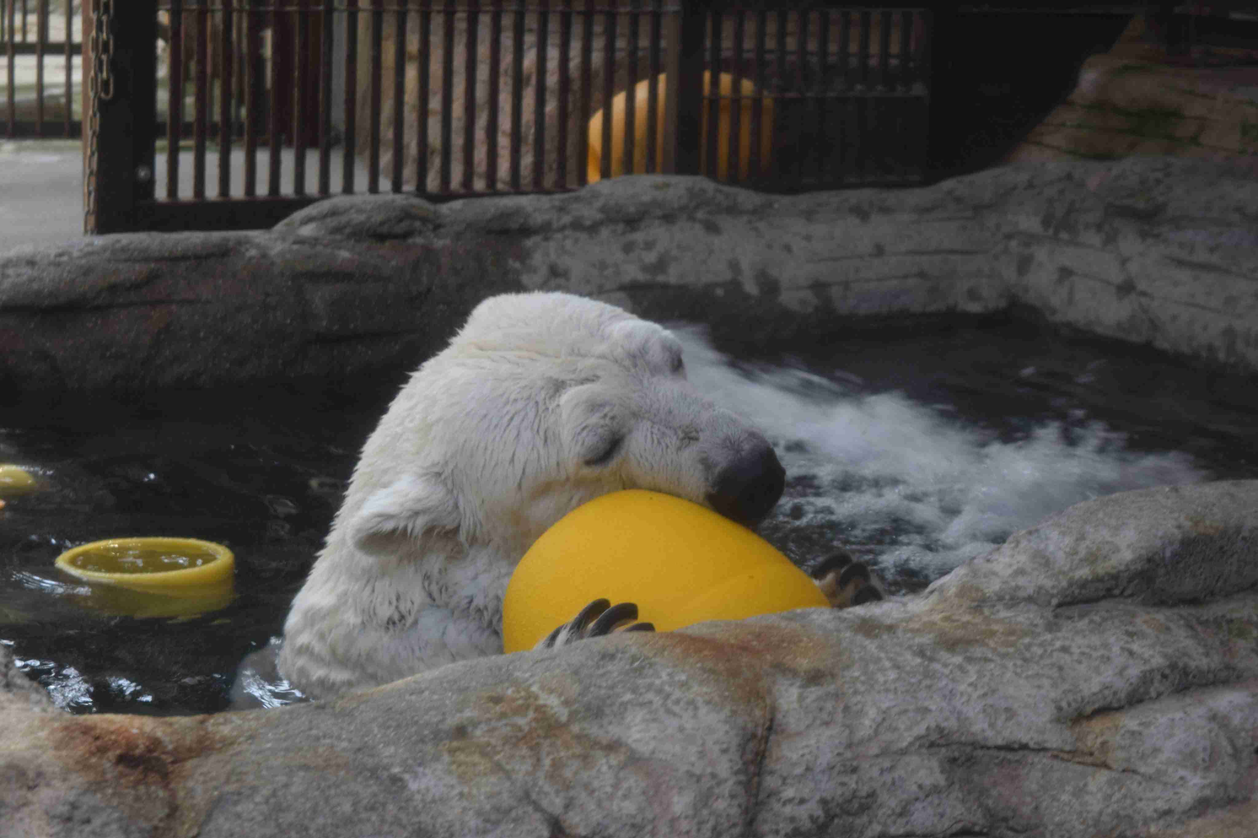 【全国の動物園・水族館】推しの動物がいる方教えて下さい