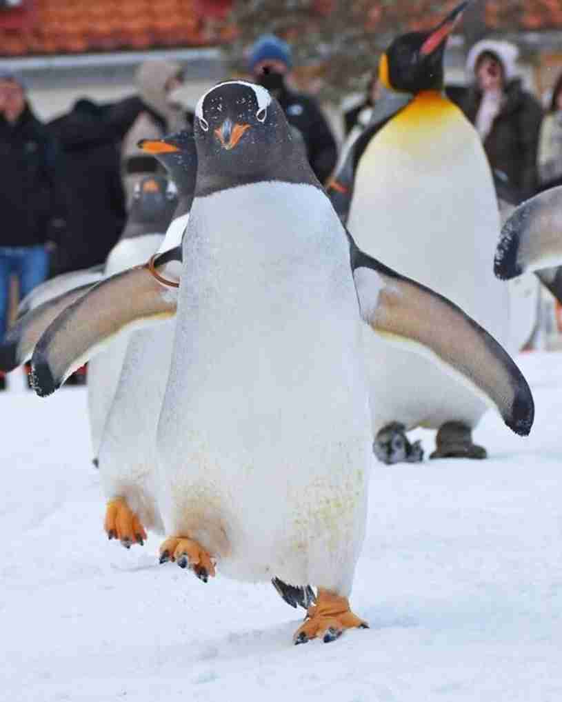 【全国の動物園・水族館】推しの動物がいる方教えて下さい