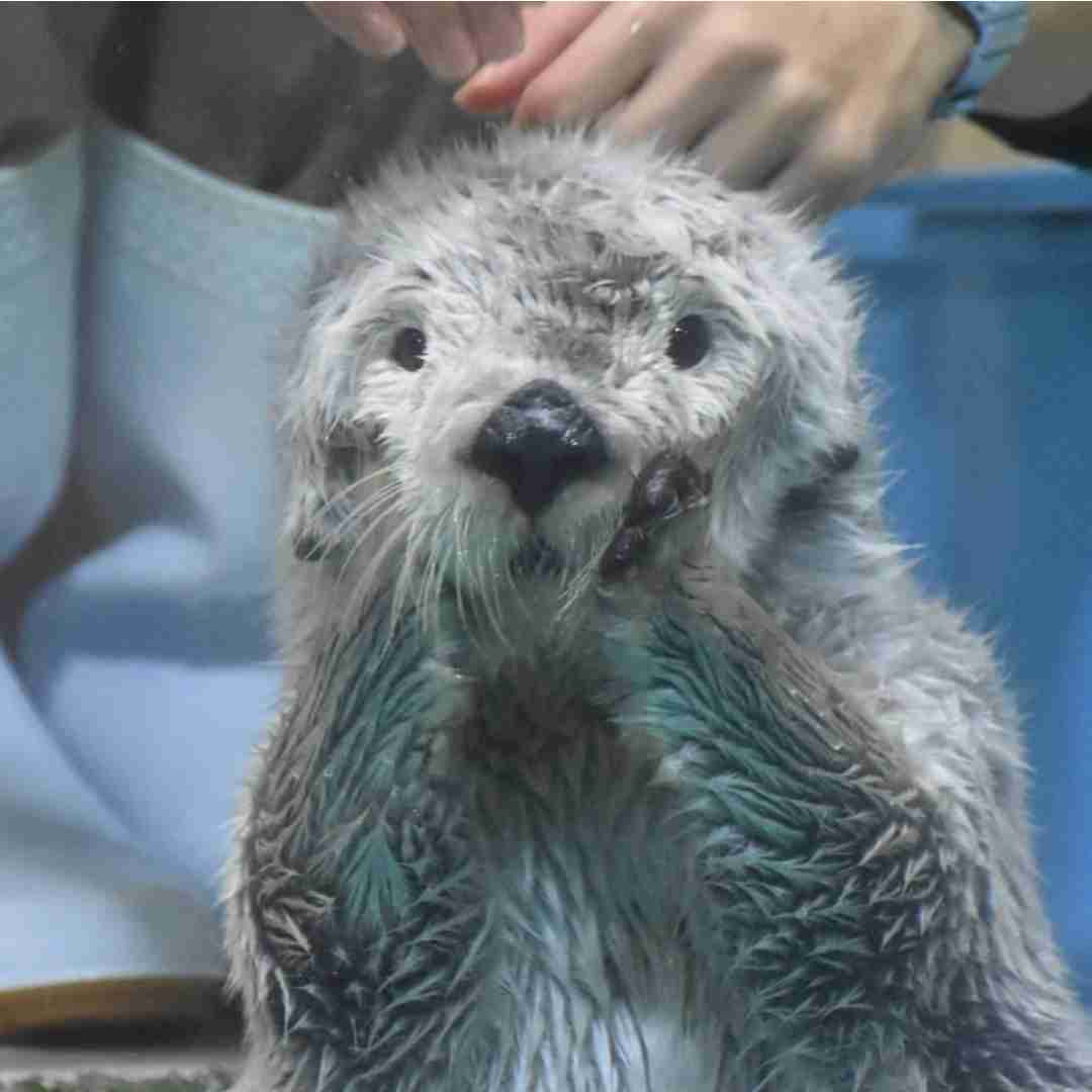 【全国の動物園・水族館】推しの動物がいる方教えて下さい