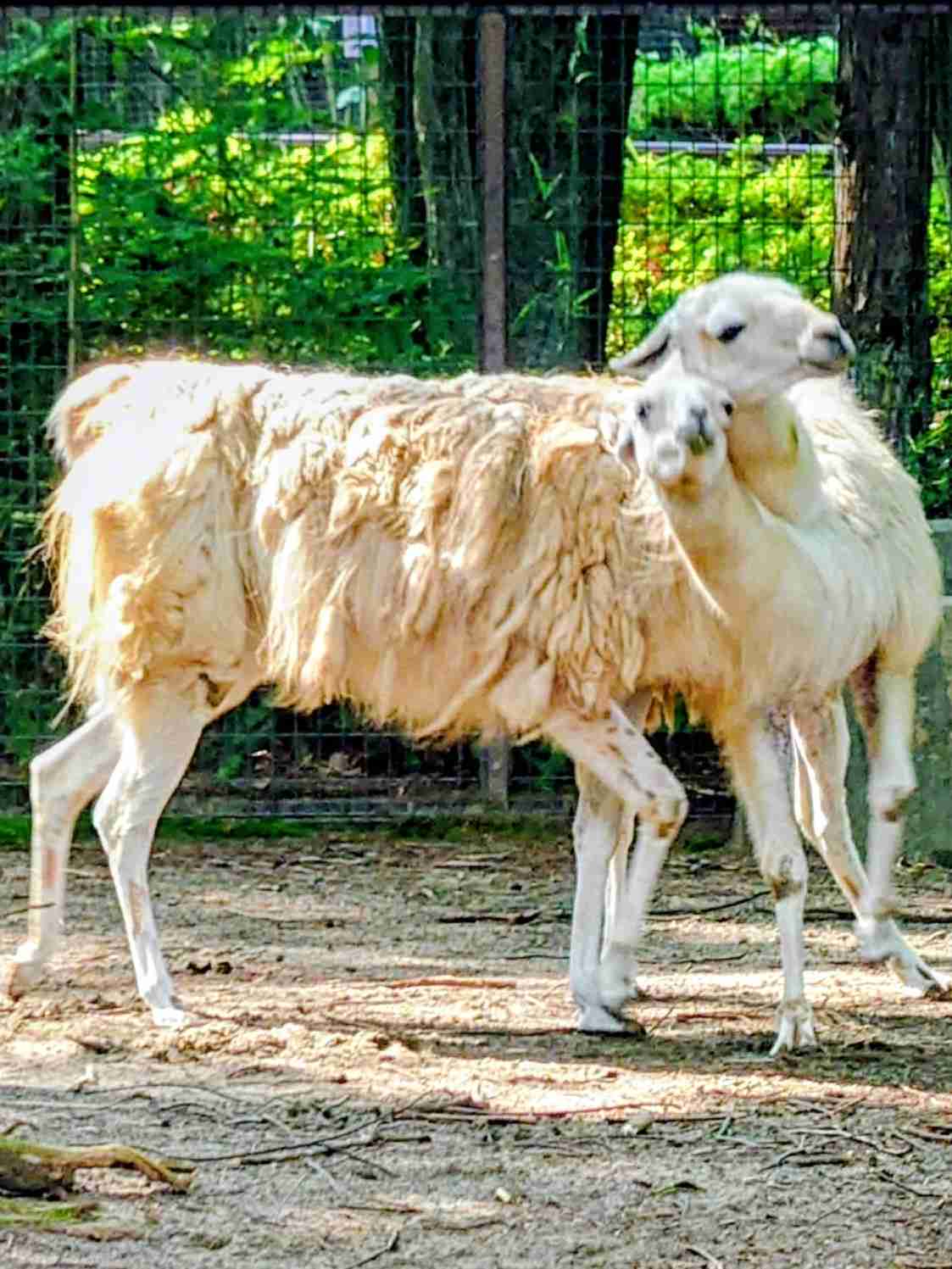 【全国の動物園・水族館】推しの動物がいる方教えて下さい