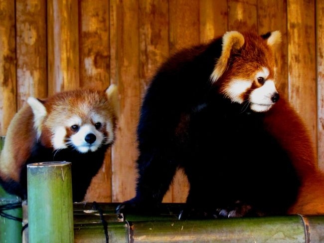 【全国の動物園・水族館】推しの動物がいる方教えて下さい