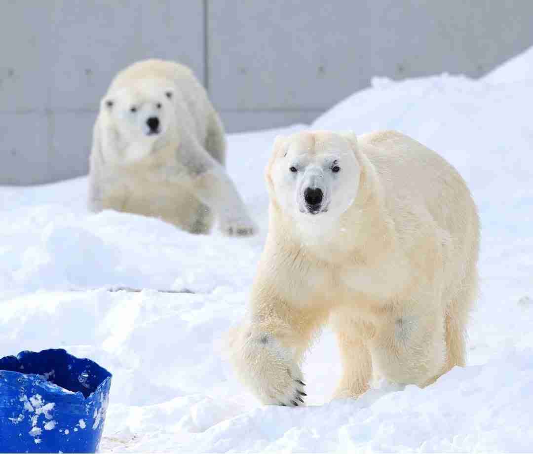 【全国の動物園・水族館】推しの動物がいる方教えて下さい