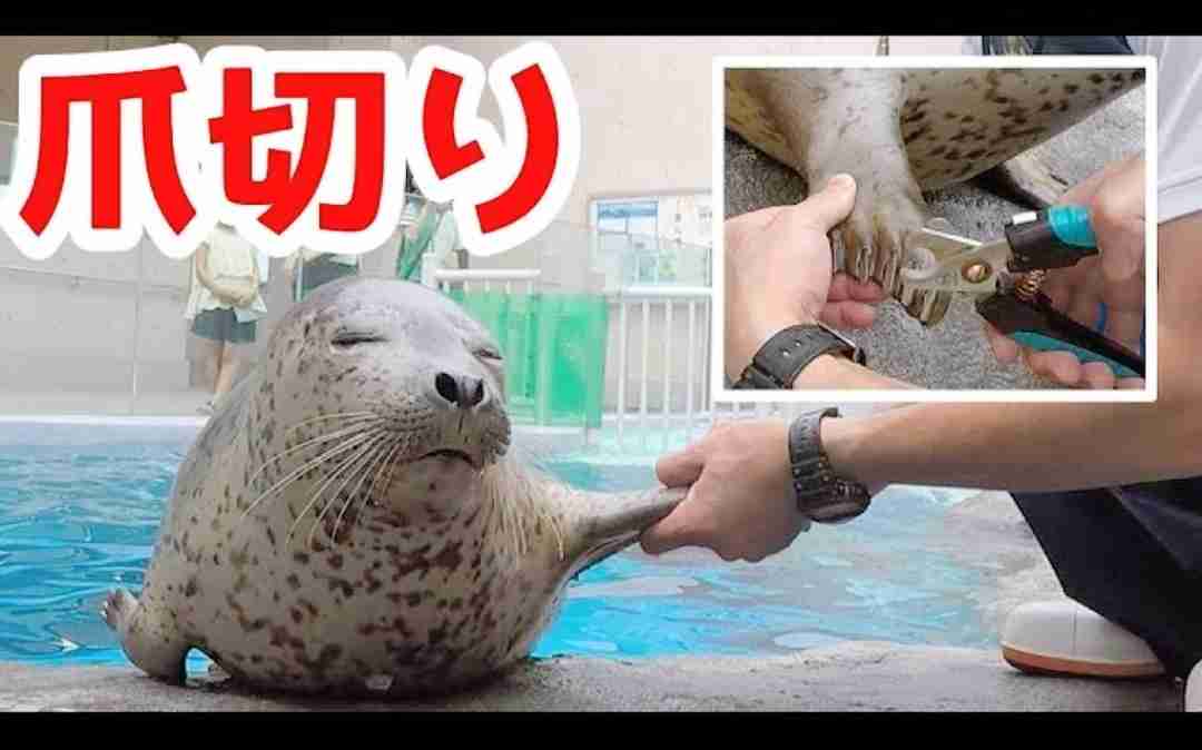 【全国の動物園・水族館】推しの動物がいる方教えて下さい