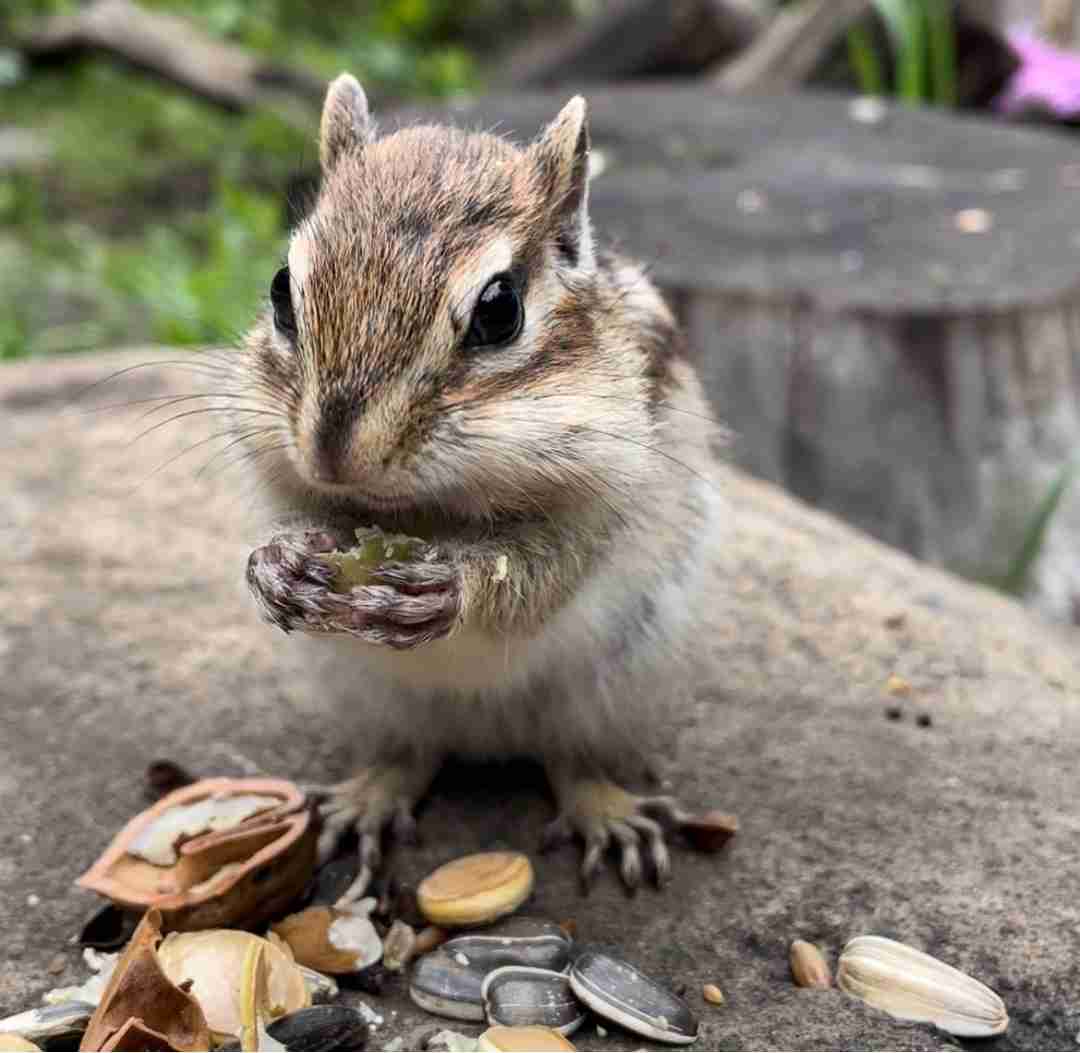 【全国の動物園・水族館】推しの動物がいる方教えて下さい
