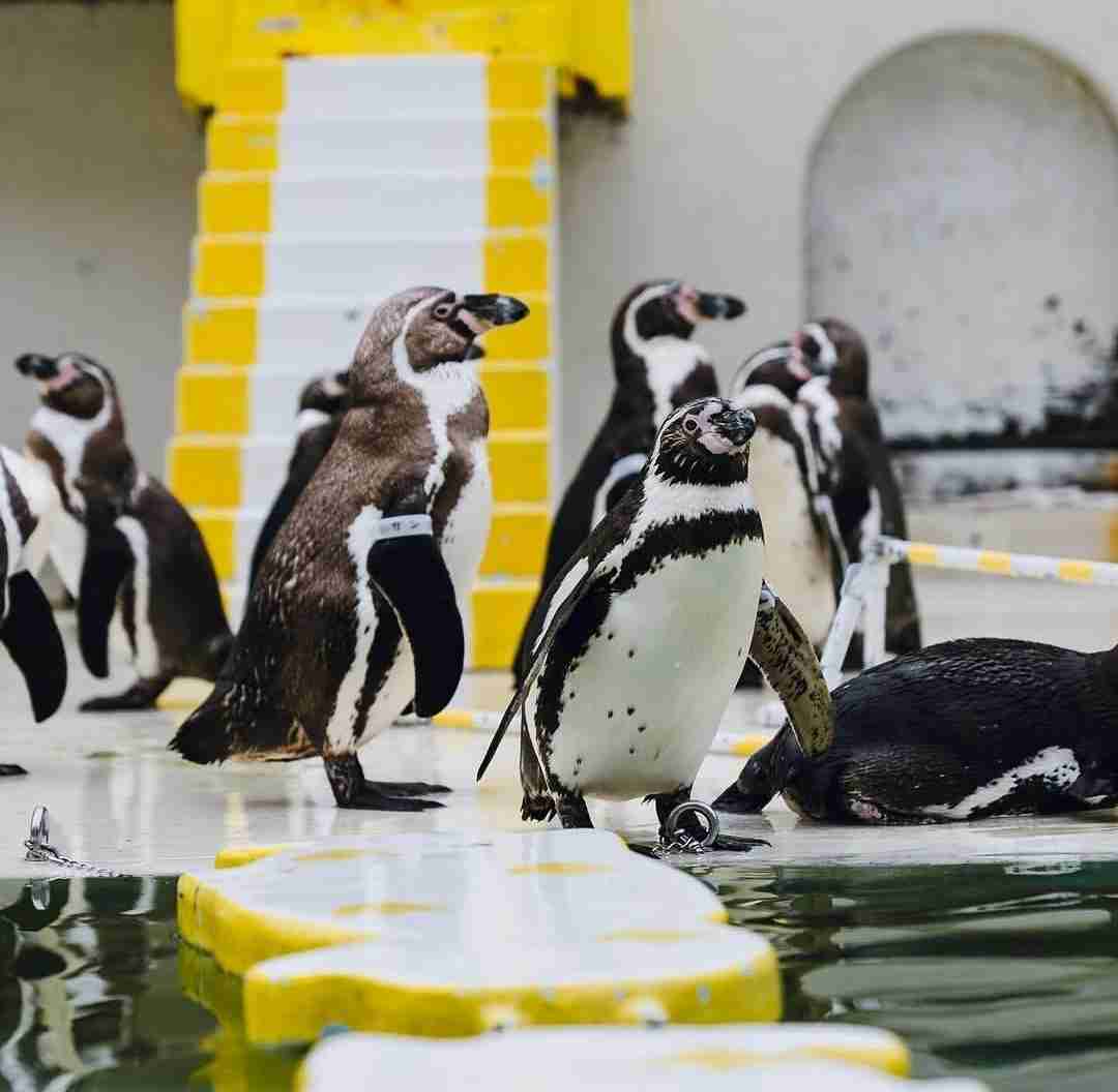 【全国の動物園・水族館】推しの動物がいる方教えて下さい