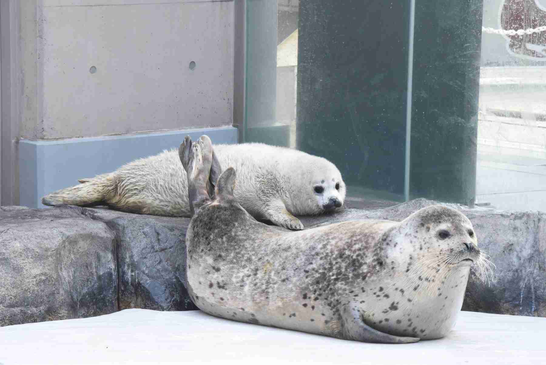 【全国の動物園・水族館】推しの動物がいる方教えて下さい