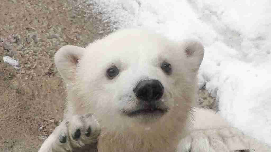 【全国の動物園・水族館】推しの動物がいる方教えて下さい