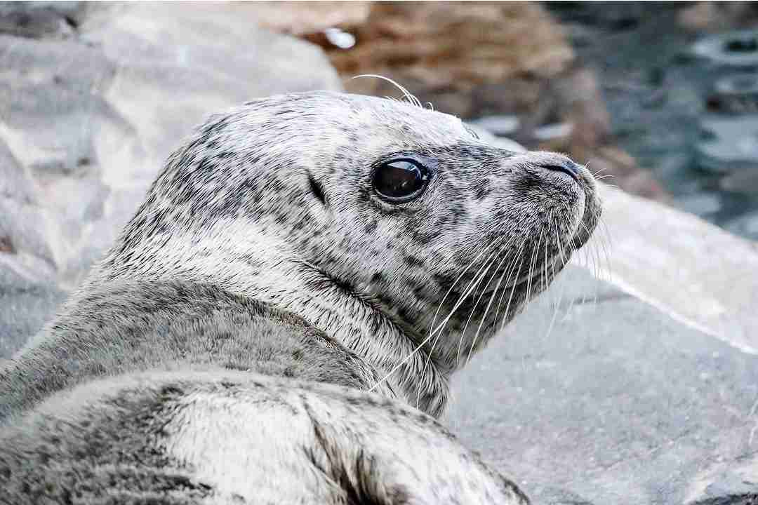 【全国の動物園・水族館】推しの動物がいる方教えて下さい