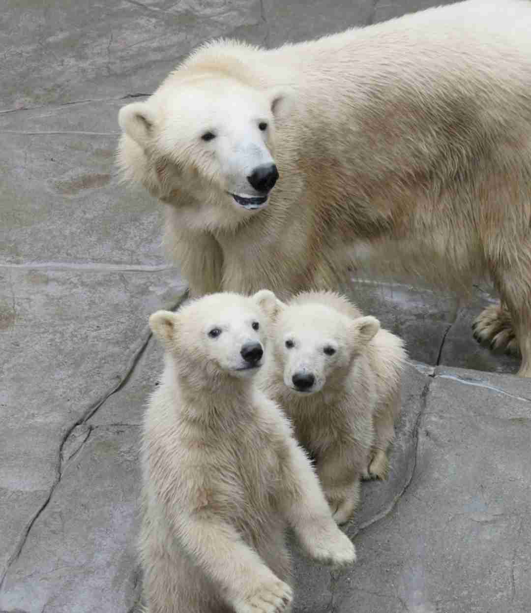 【全国の動物園・水族館】推しの動物がいる方教えて下さい