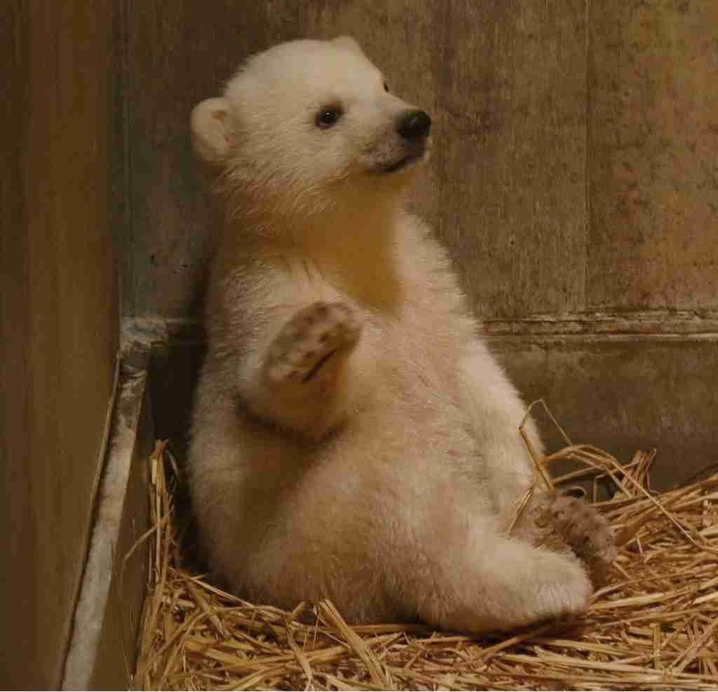 【全国の動物園・水族館】推しの動物がいる方教えて下さい