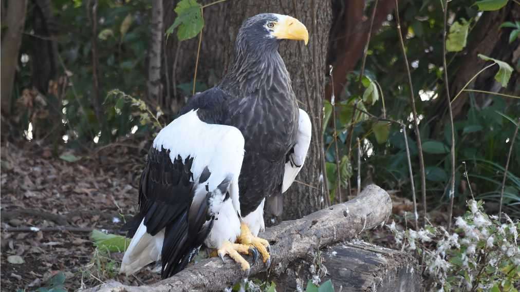 【全国の動物園・水族館】推しの動物がいる方教えて下さい