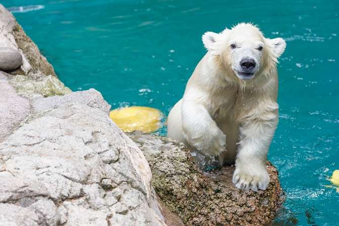 【全国の動物園・水族館】推しの動物がいる方教えて下さい
