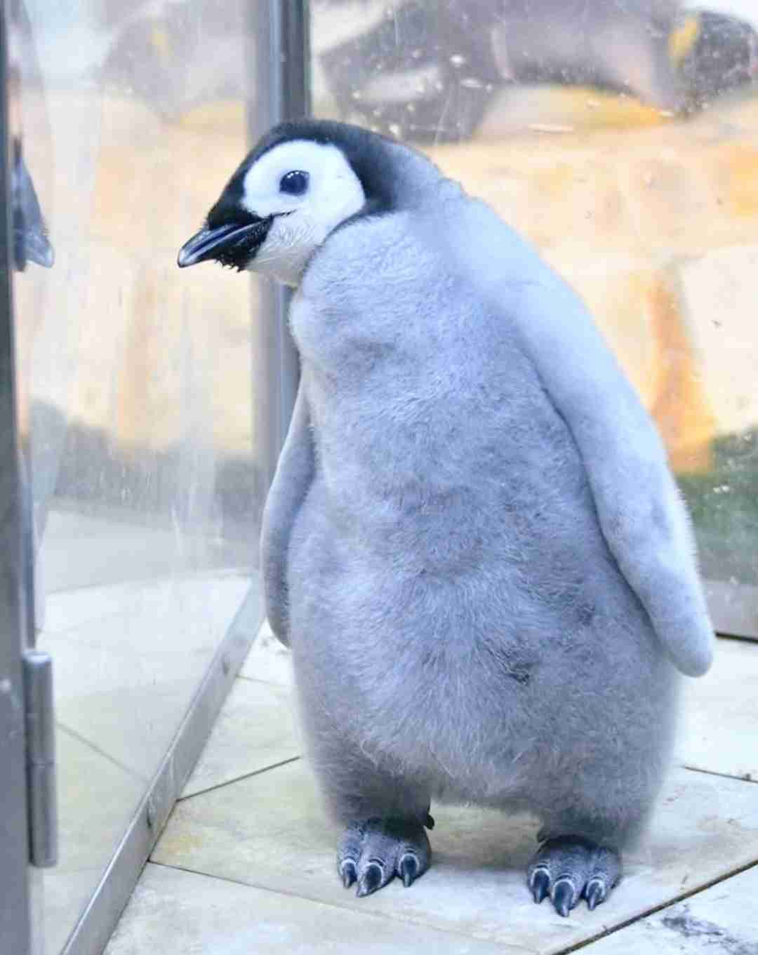 【全国の動物園・水族館】推しの動物がいる方教えて下さい