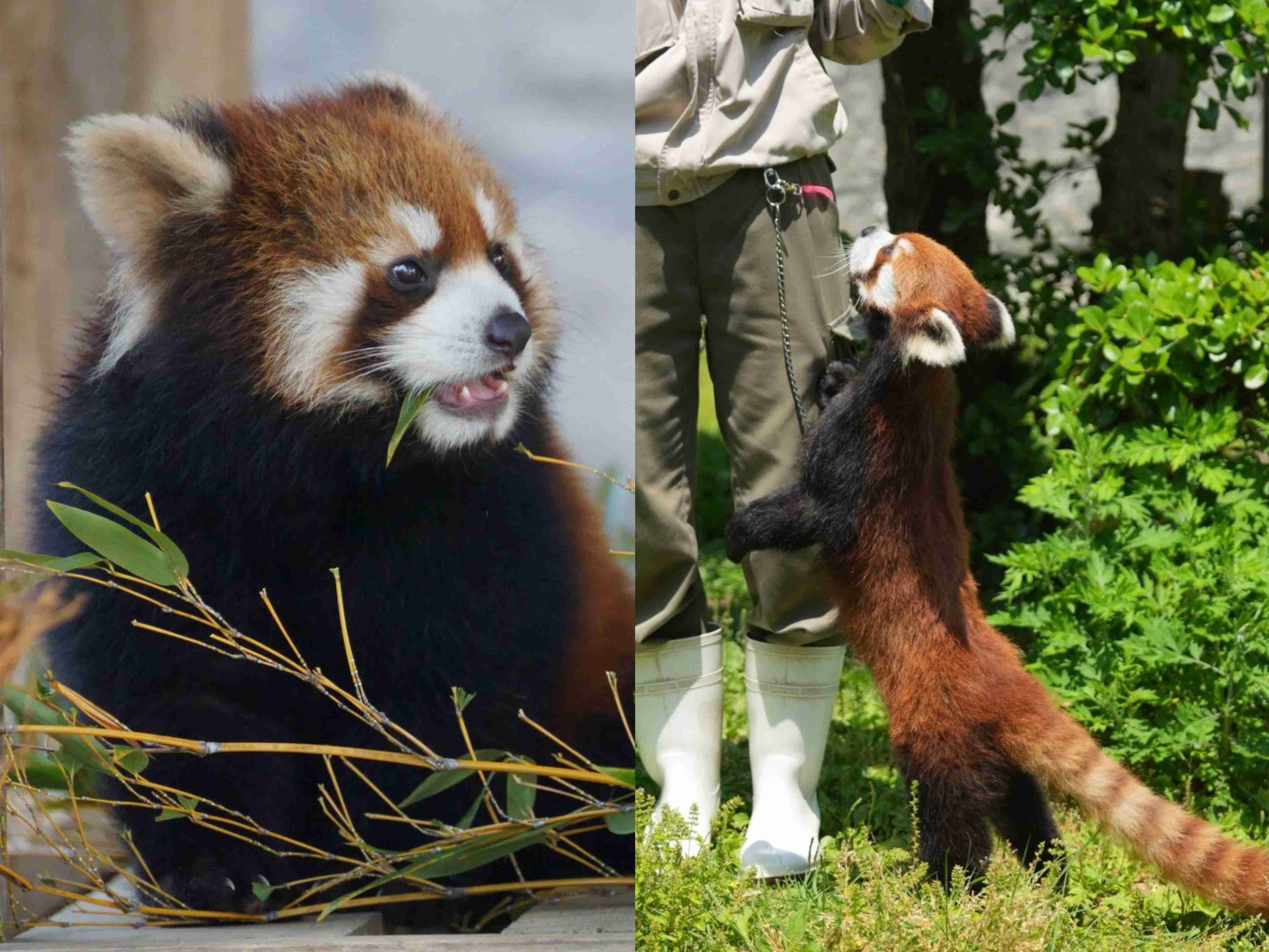 【全国の動物園・水族館】推しの動物がいる方教えて下さい