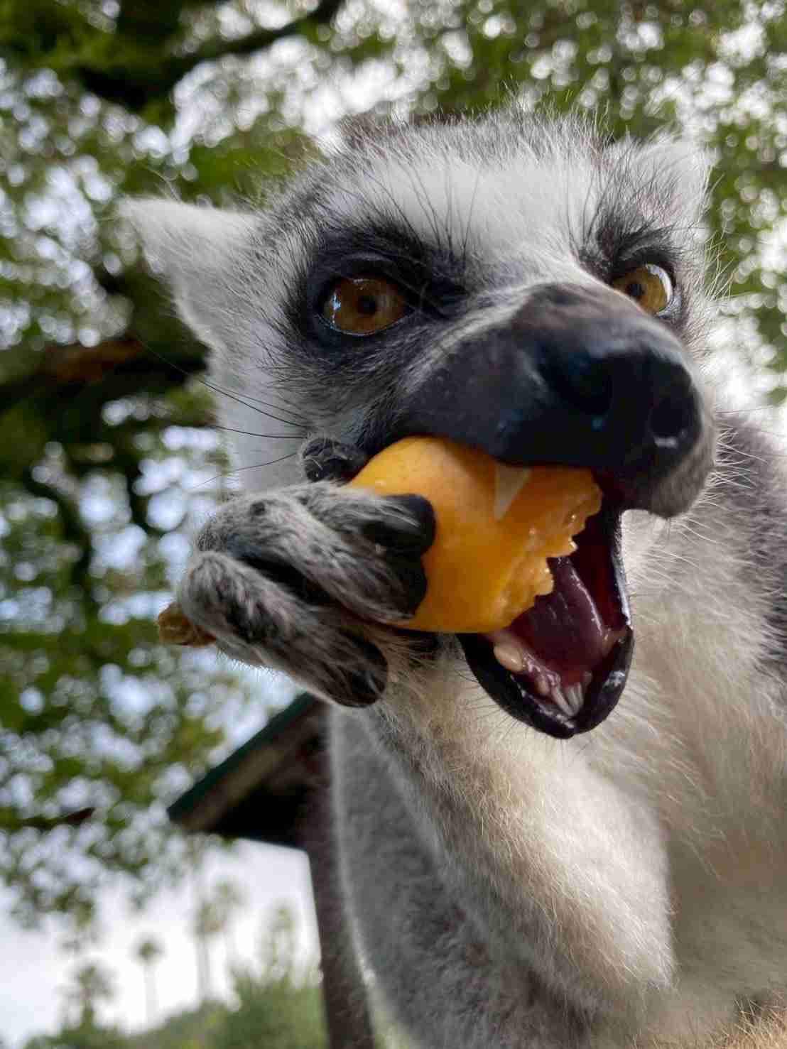 【全国の動物園・水族館】推しの動物がいる方教えて下さい