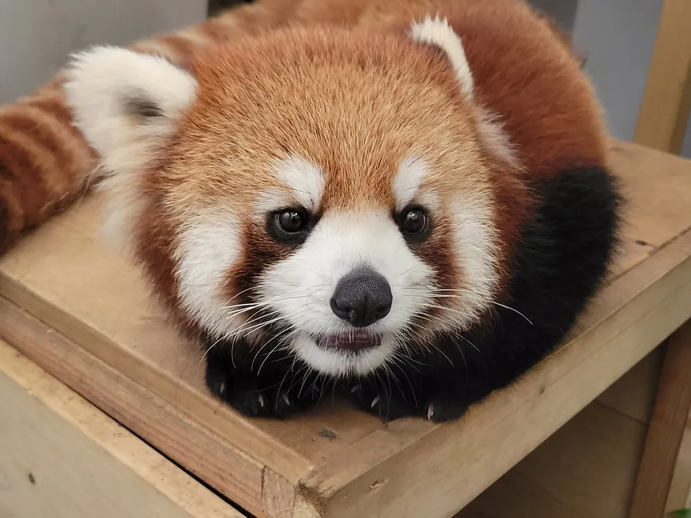 【全国の動物園・水族館】推しの動物がいる方教えて下さい