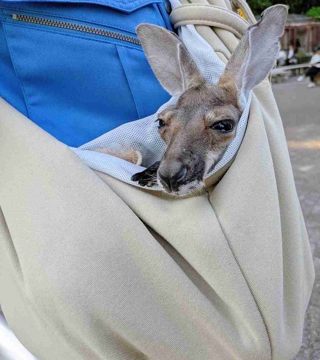 【全国の動物園・水族館】推しの動物がいる方教えて下さい
