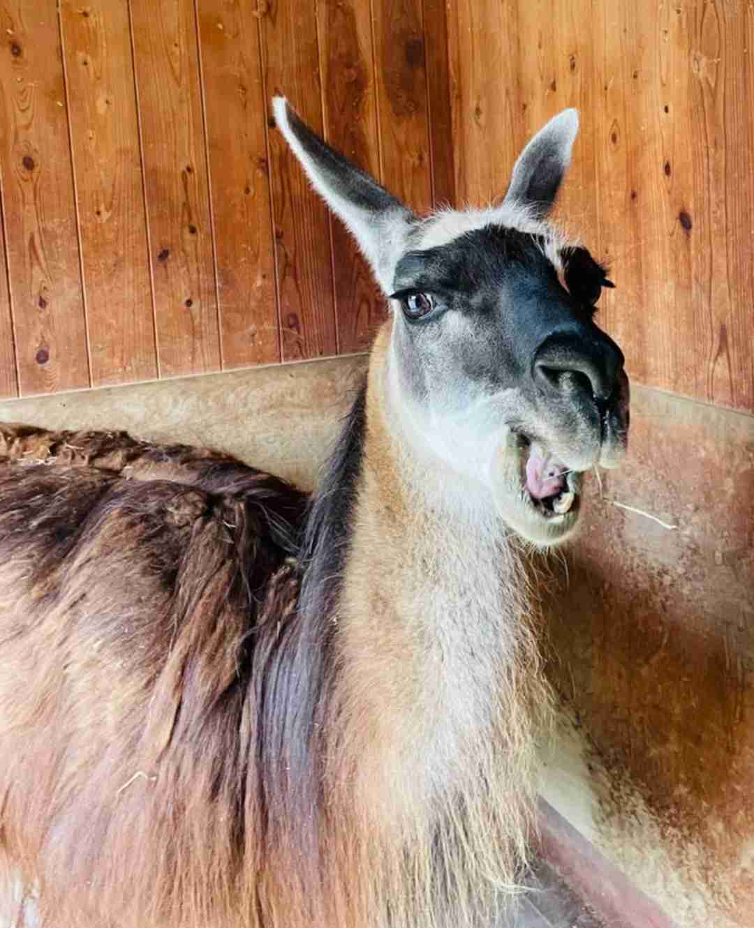 【全国の動物園・水族館】推しの動物がいる方教えて下さい